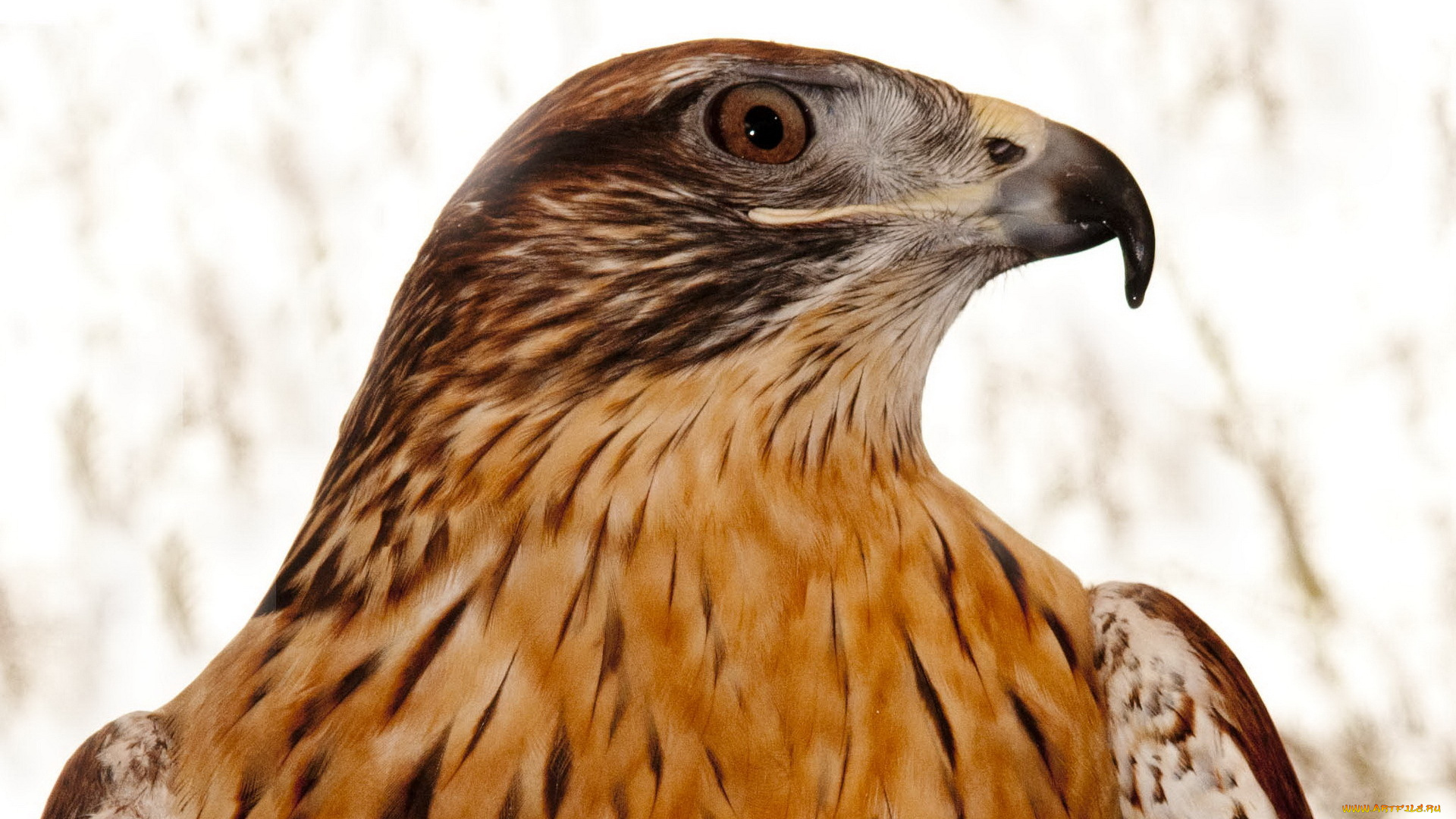 животные, птицы, хищники, птица, орёл