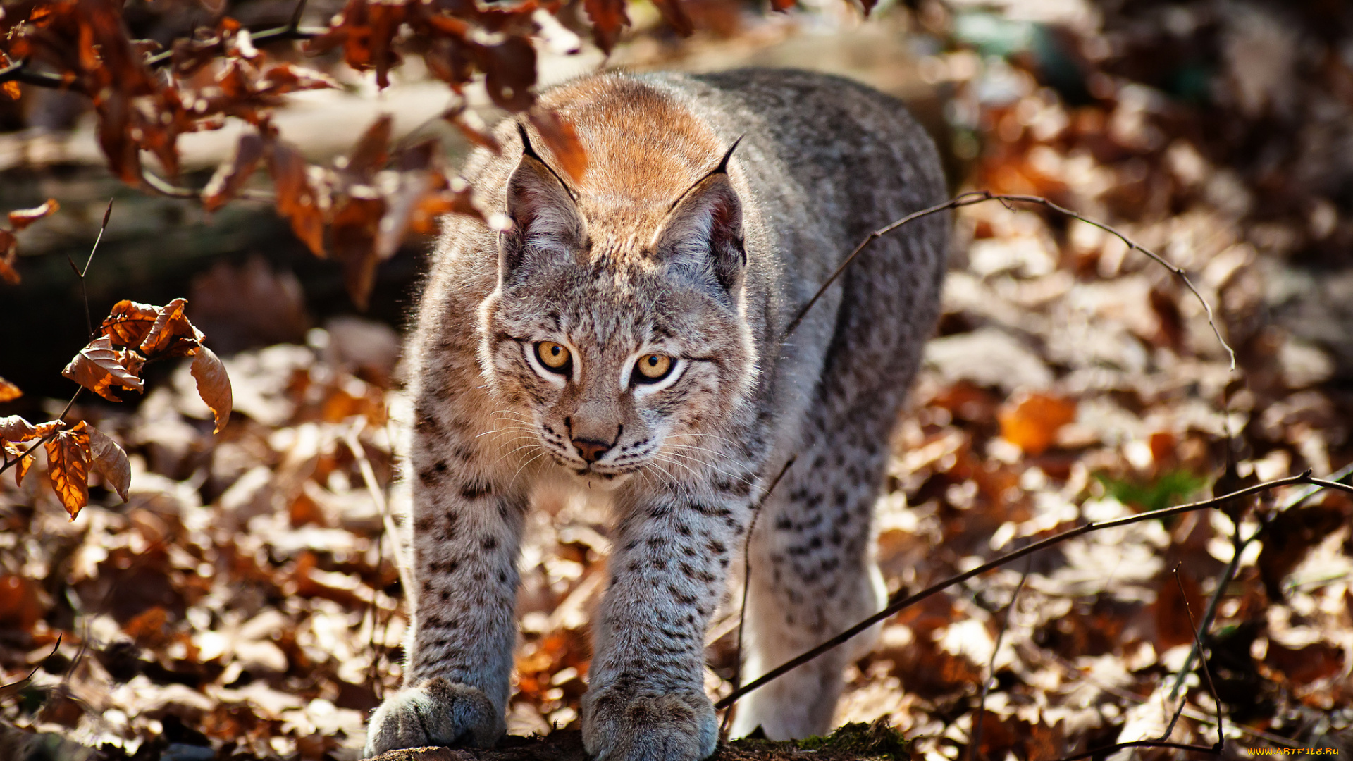 животные, рыси, кошка