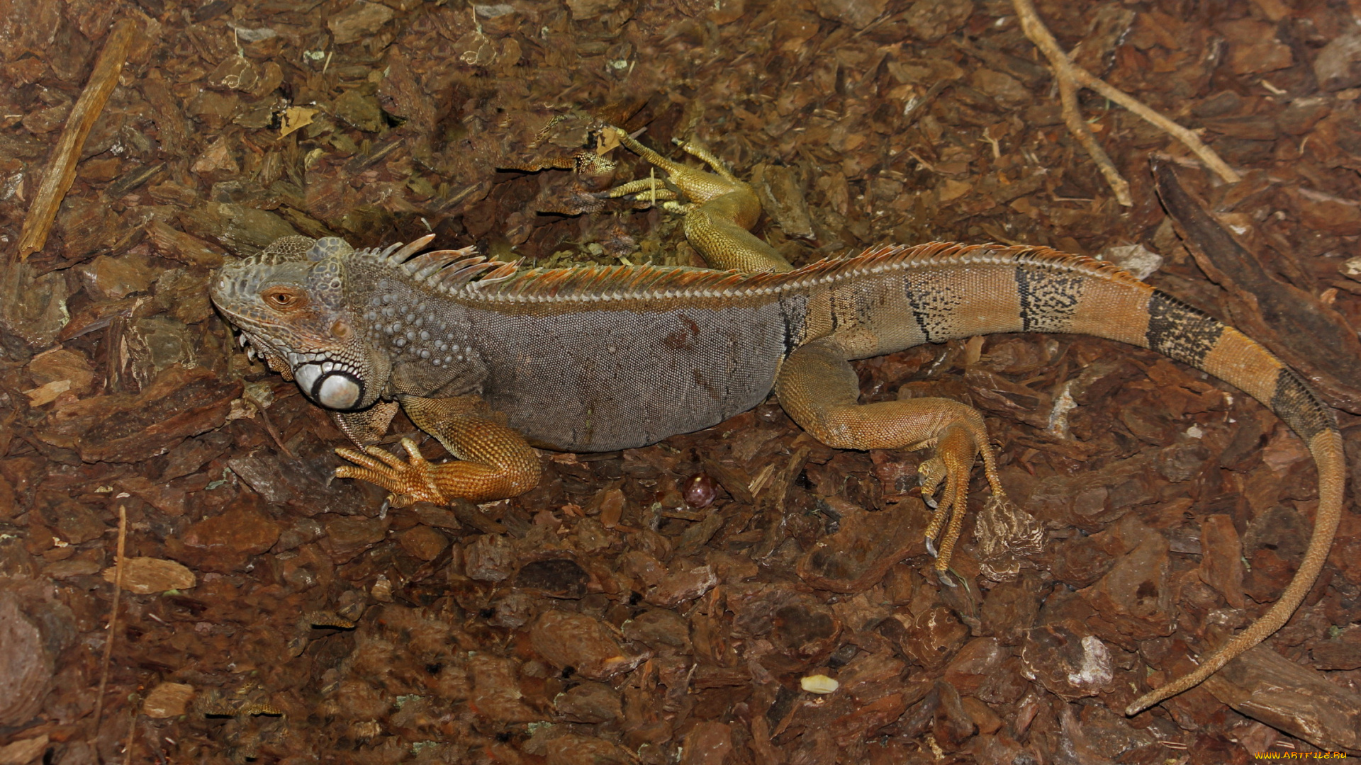 животные, Ящерицы, игуаны, вараны, ящерица