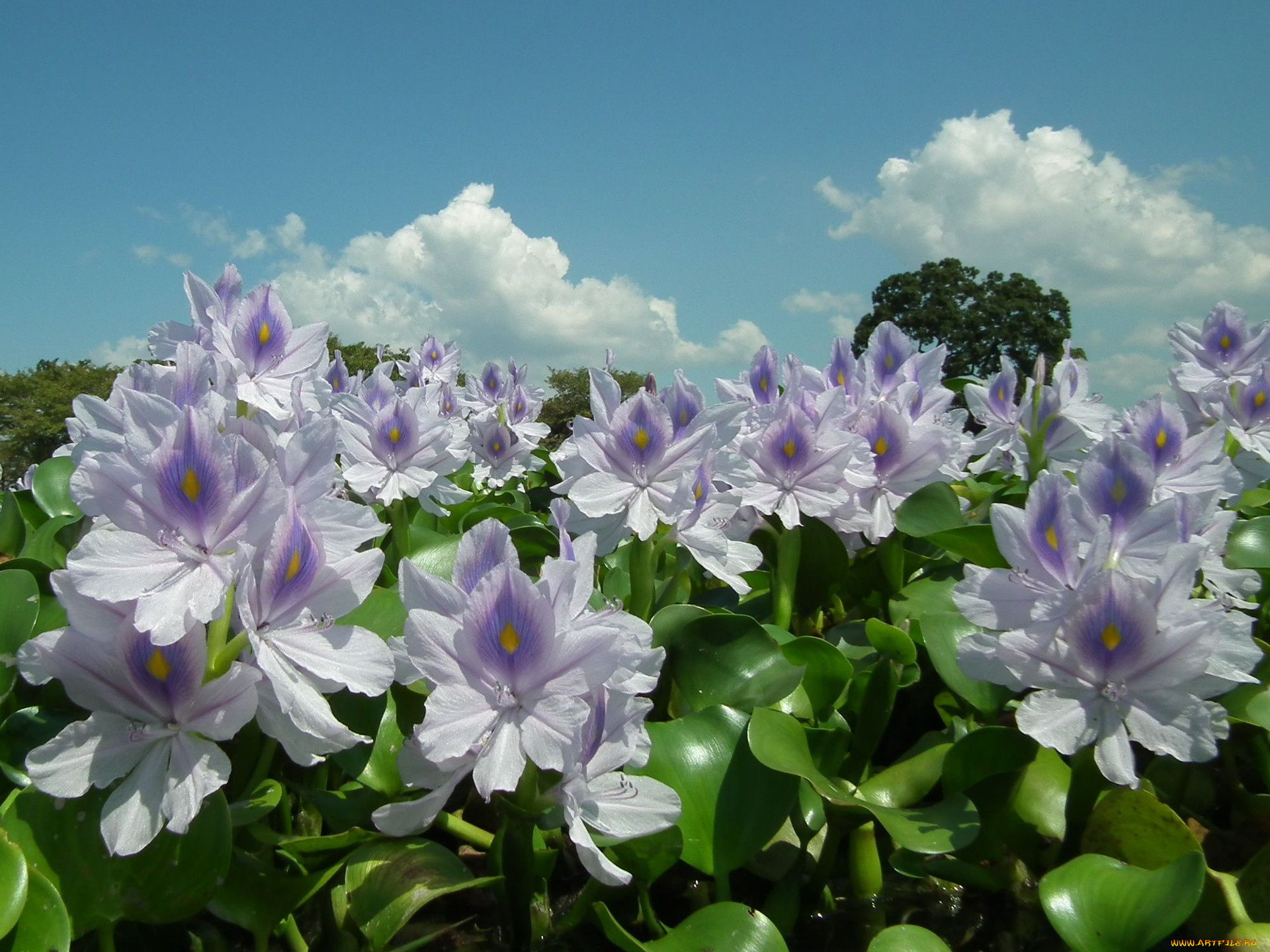 цветы, гиацинты, листья, лето