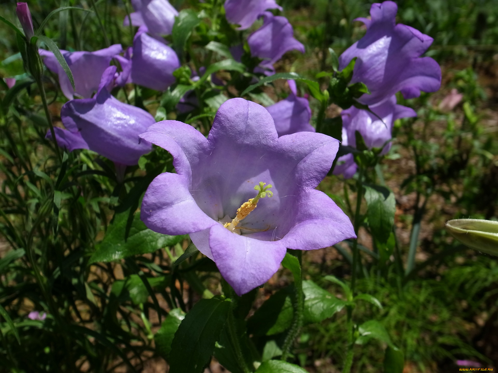 цветы, колокольчики, бутон