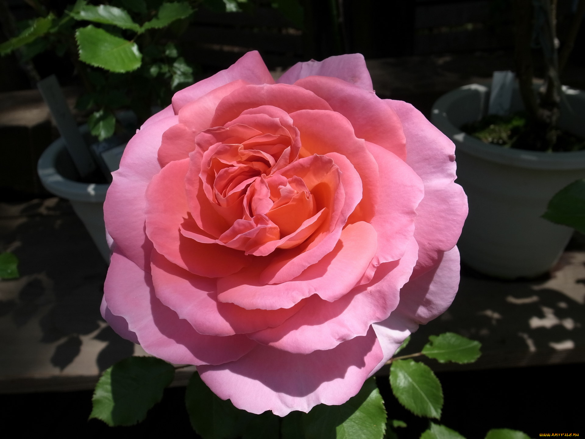 цветы, розы, роза