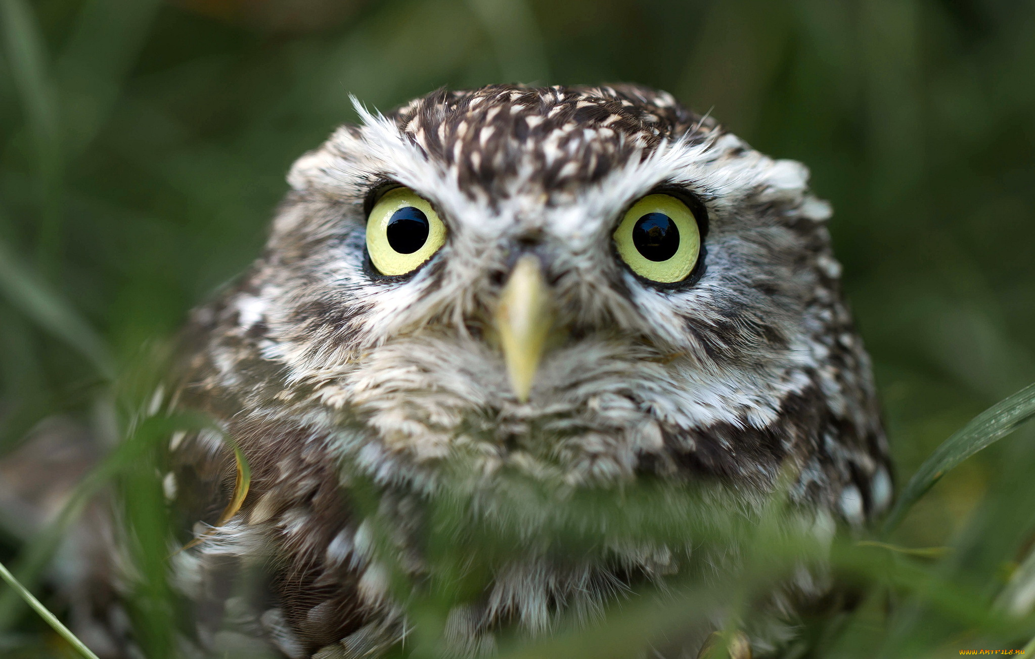 животные, совы, глазища