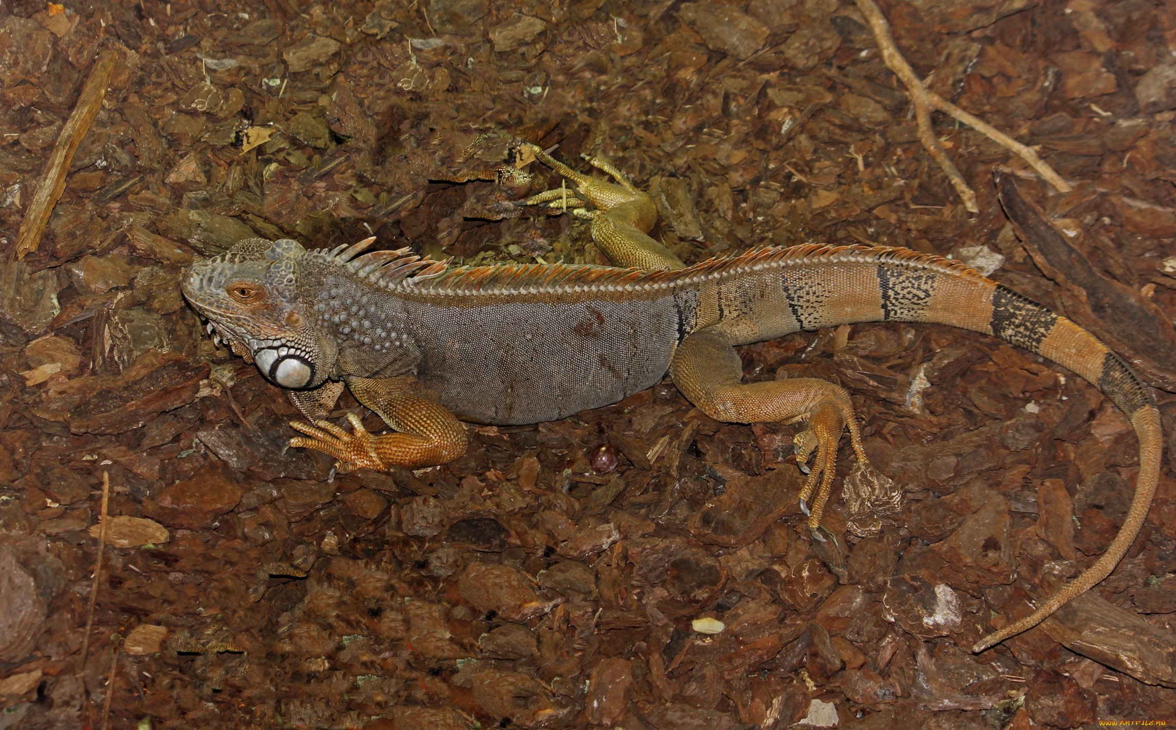 животные, Ящерицы, игуаны, вараны, ящерица
