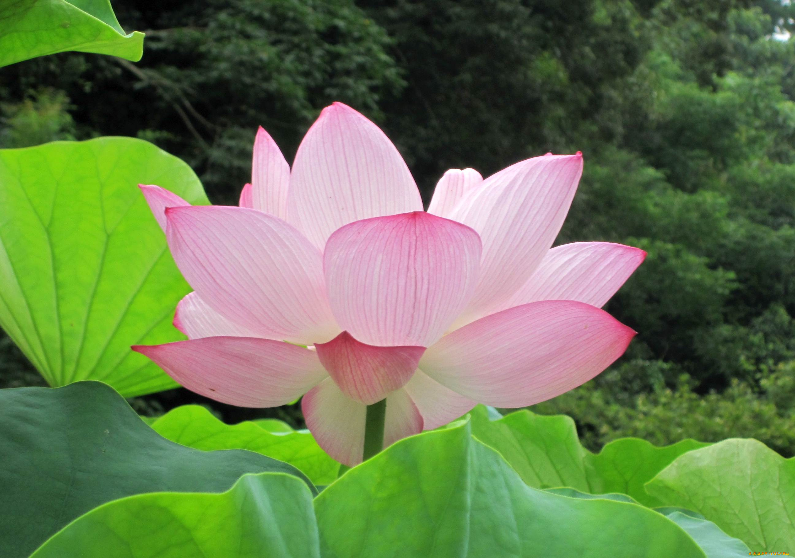 цветы, лотосы, лотос