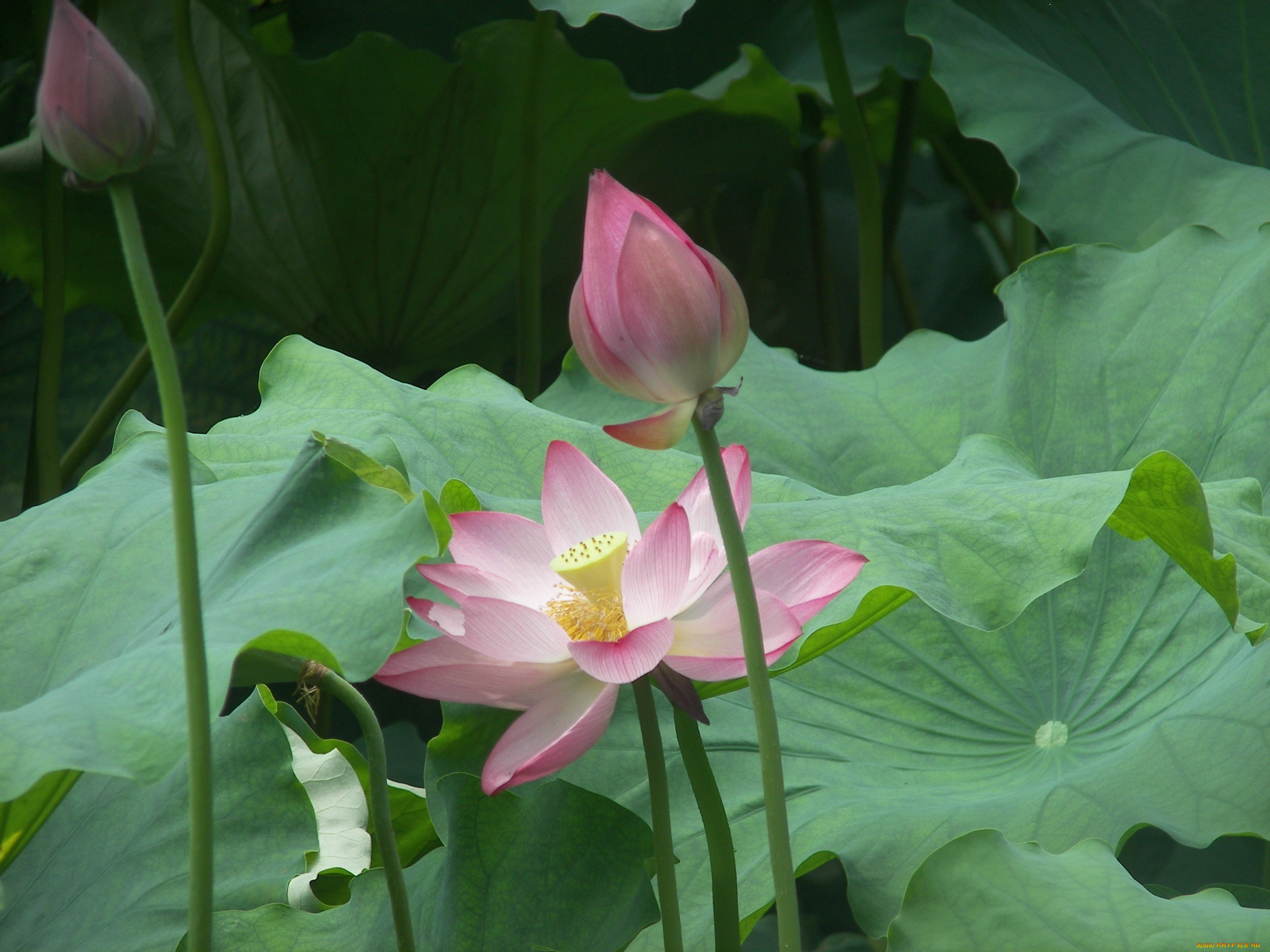 цветы, лотосы, лотос