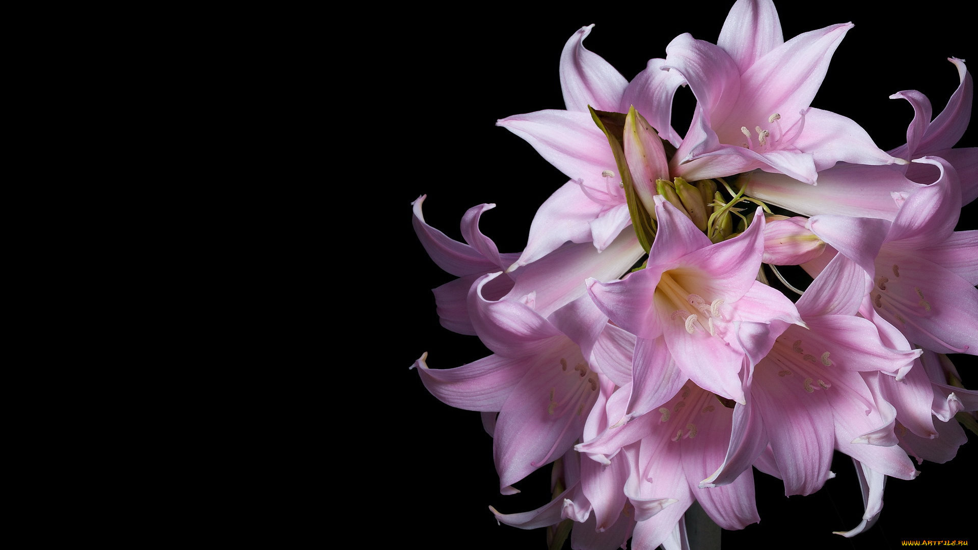 цветы, амариллисы, гиппеаструмы, лепестки