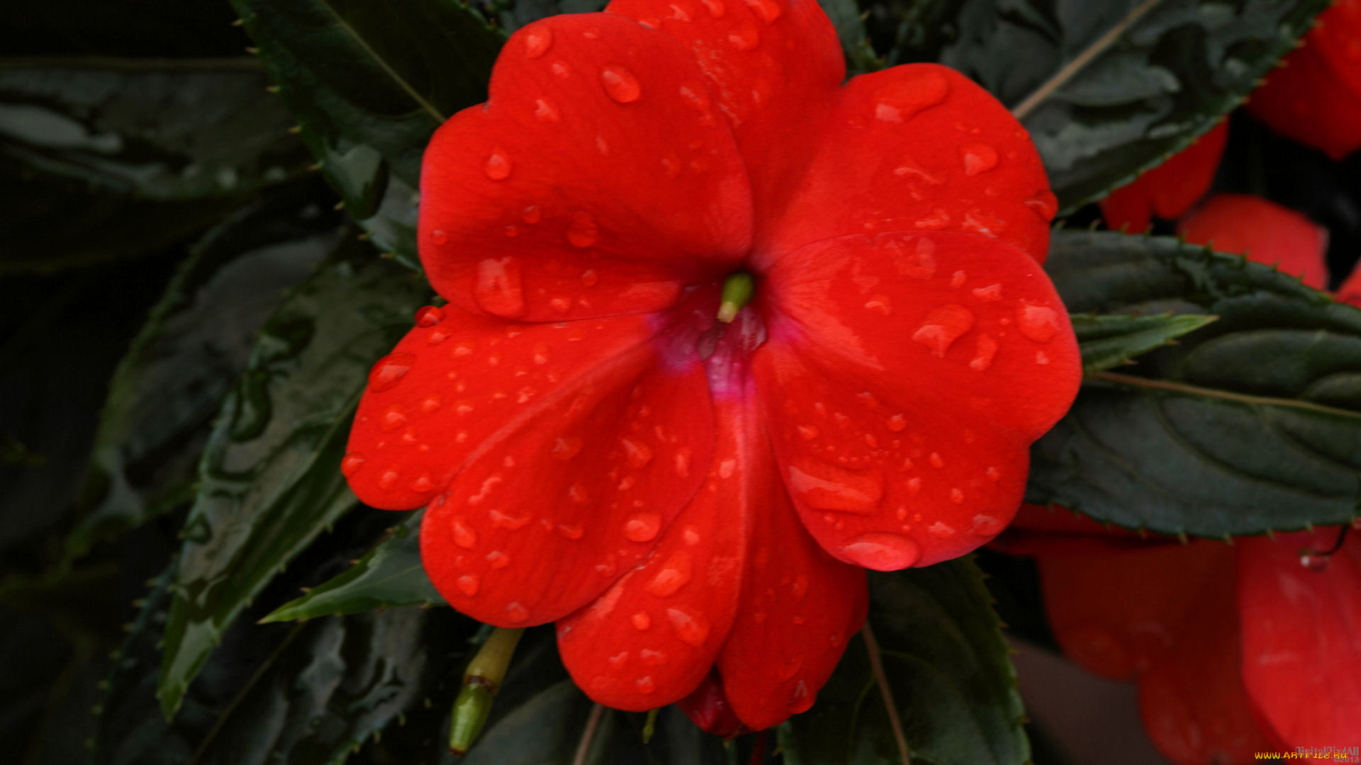 цветы, бальзамины, капли