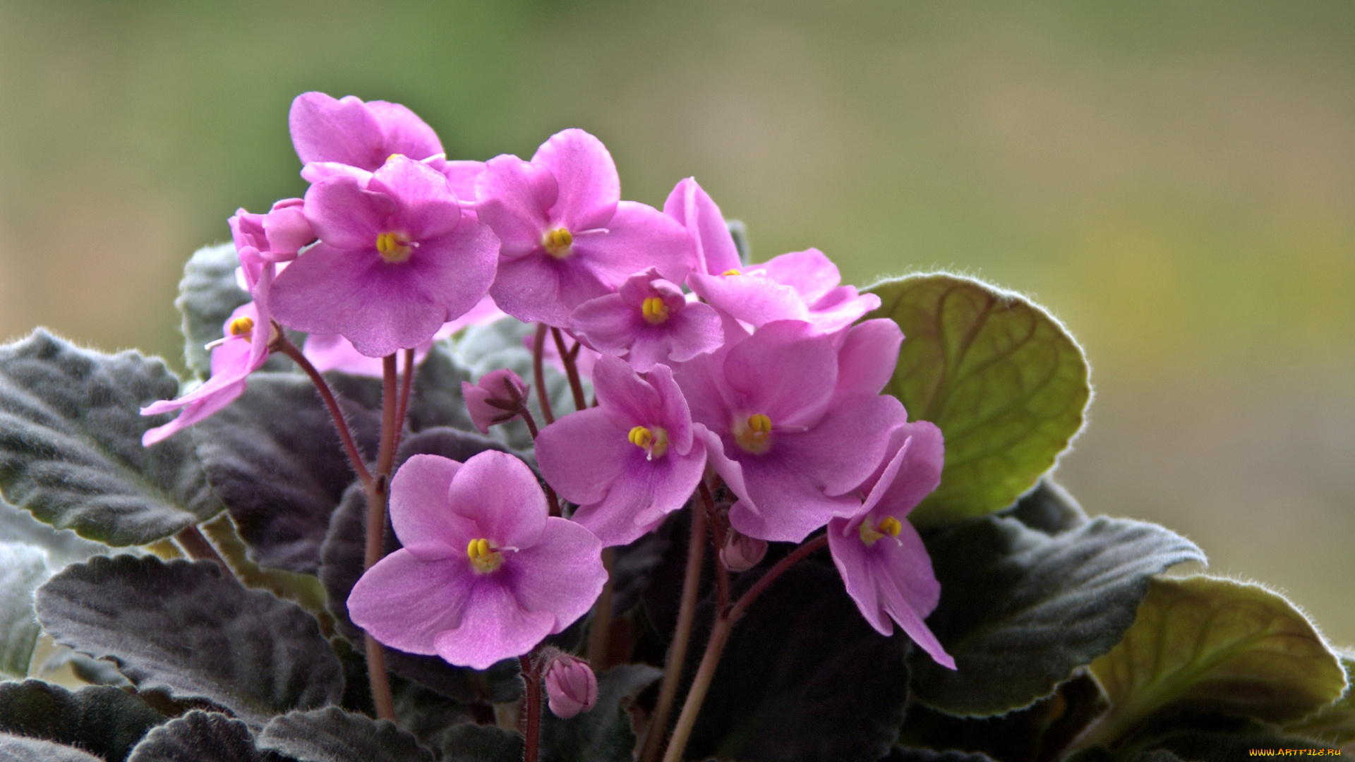 цветы, фиалки, лиловый