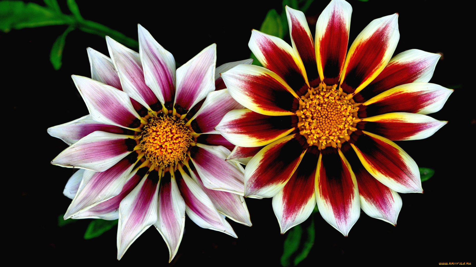 цветы, газания, пара, макро