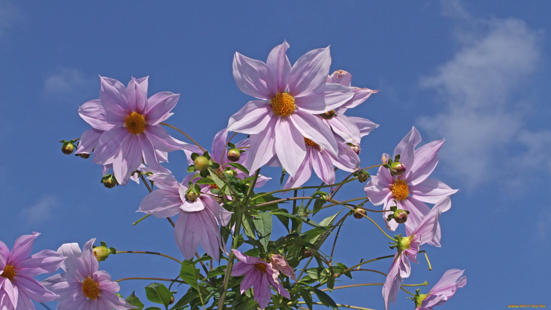 цветы, георгины, лепестки