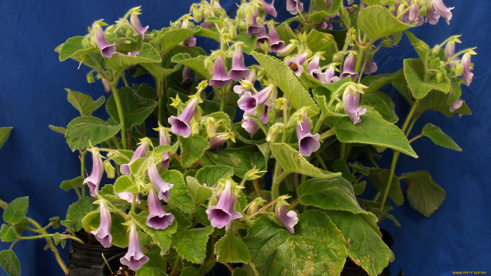 цветы, глоксиния, синнингия