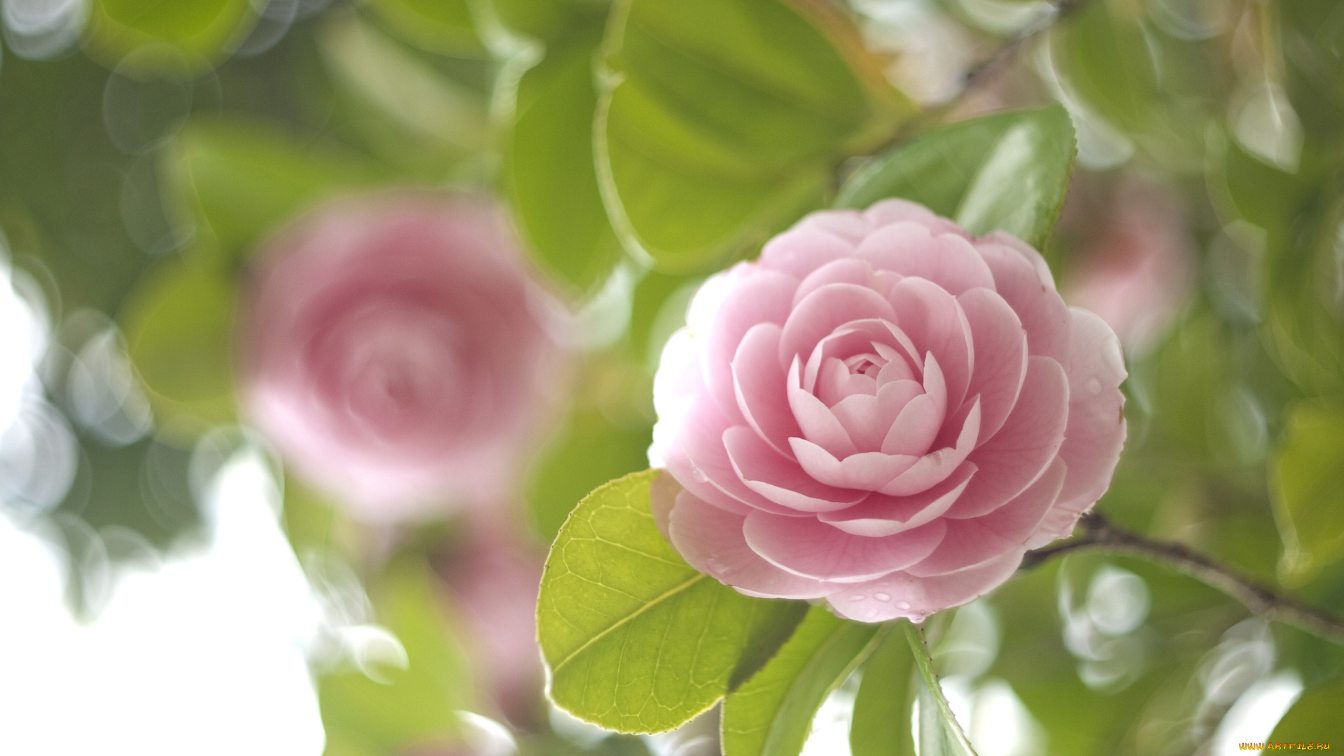 цветы, камелии, нежность