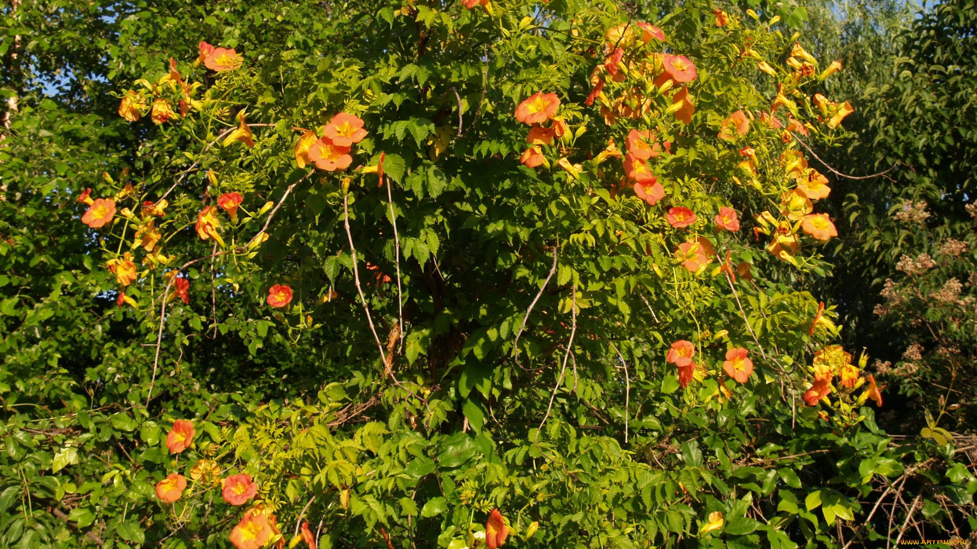 цветы, кампсис, текома