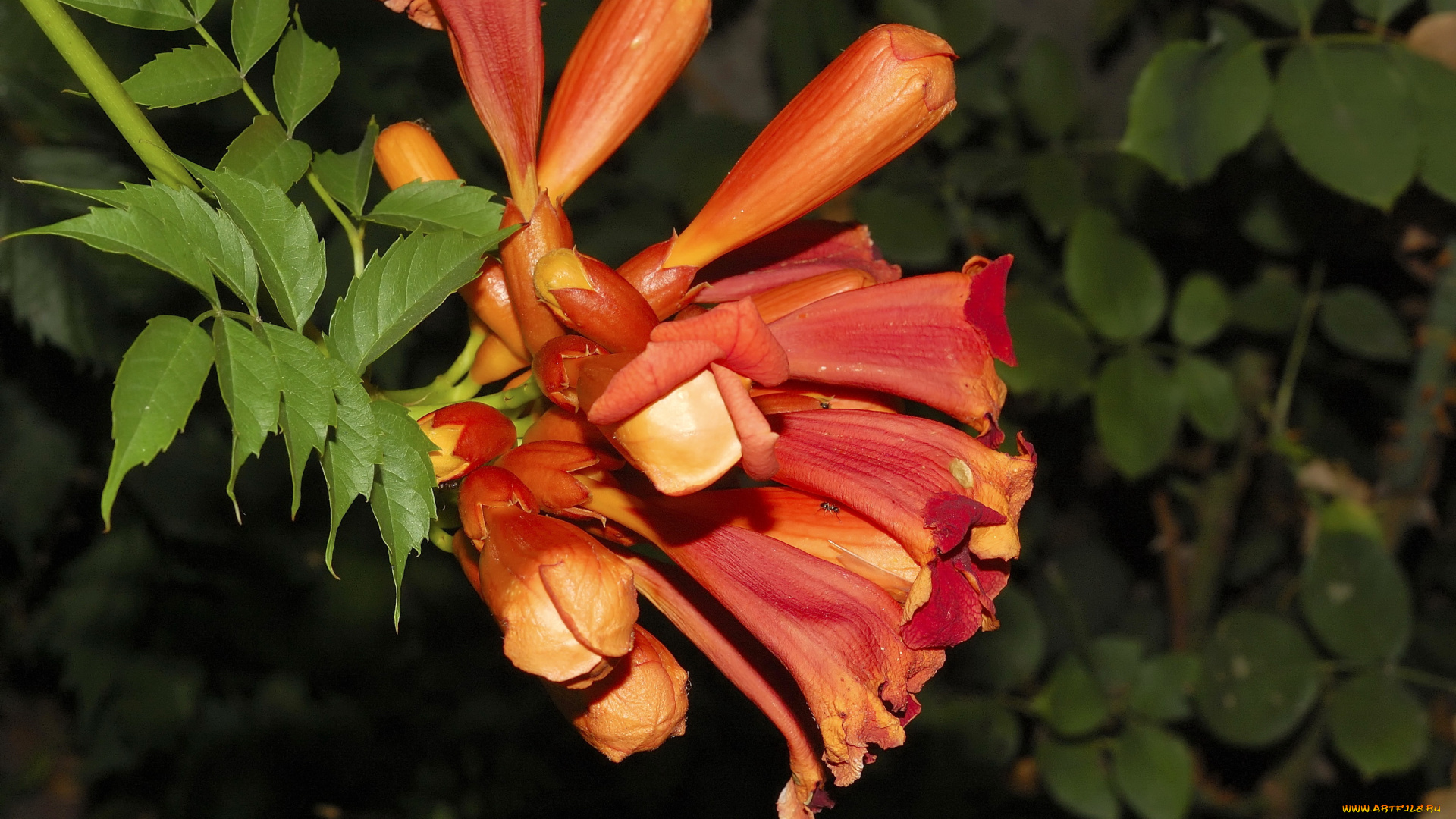 цветы, кампсис, текома