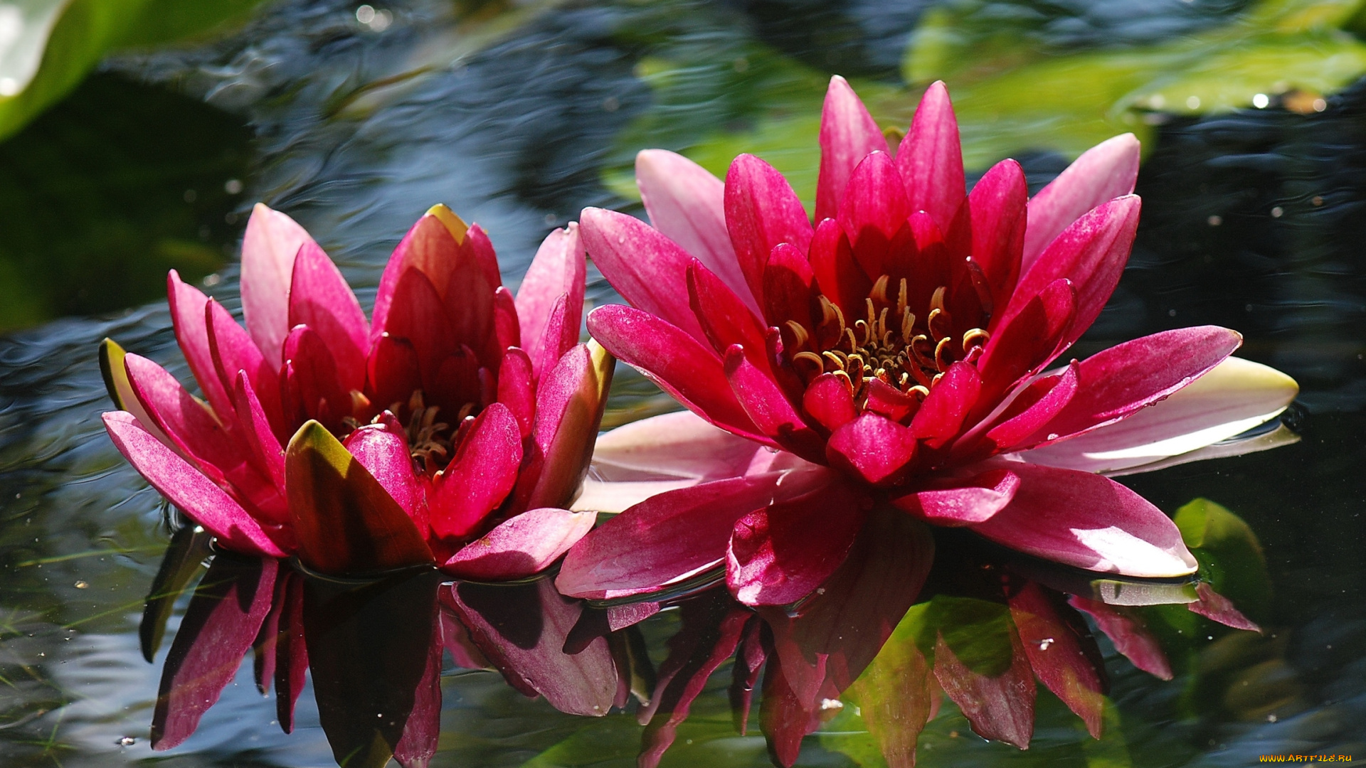 цветы, лилии, водяные, нимфеи, кувшинки, вода
