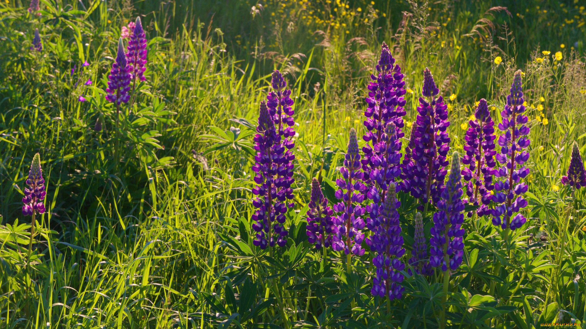 цветы, люпин, фиолетовый