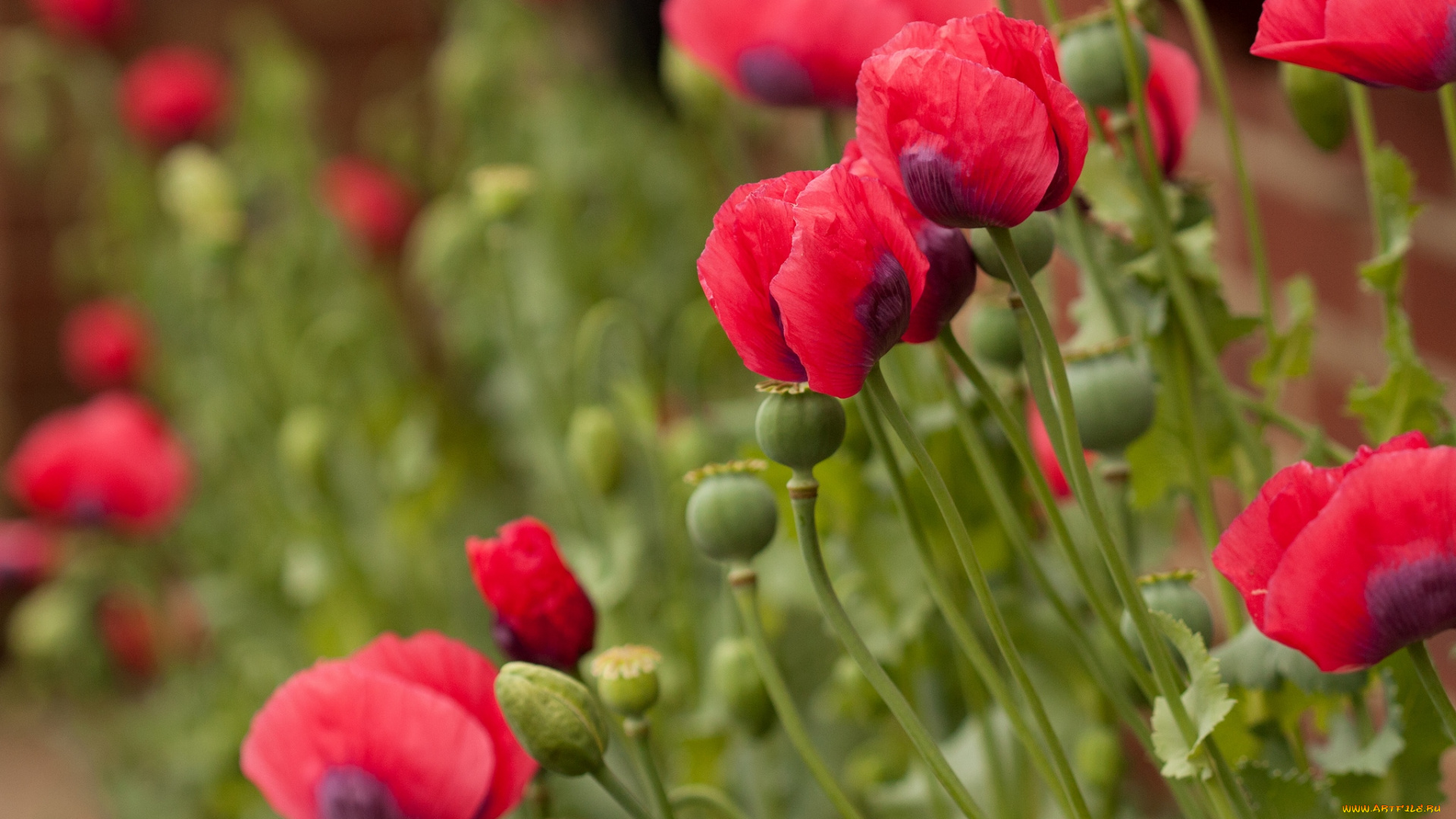 цветы, маки, красный