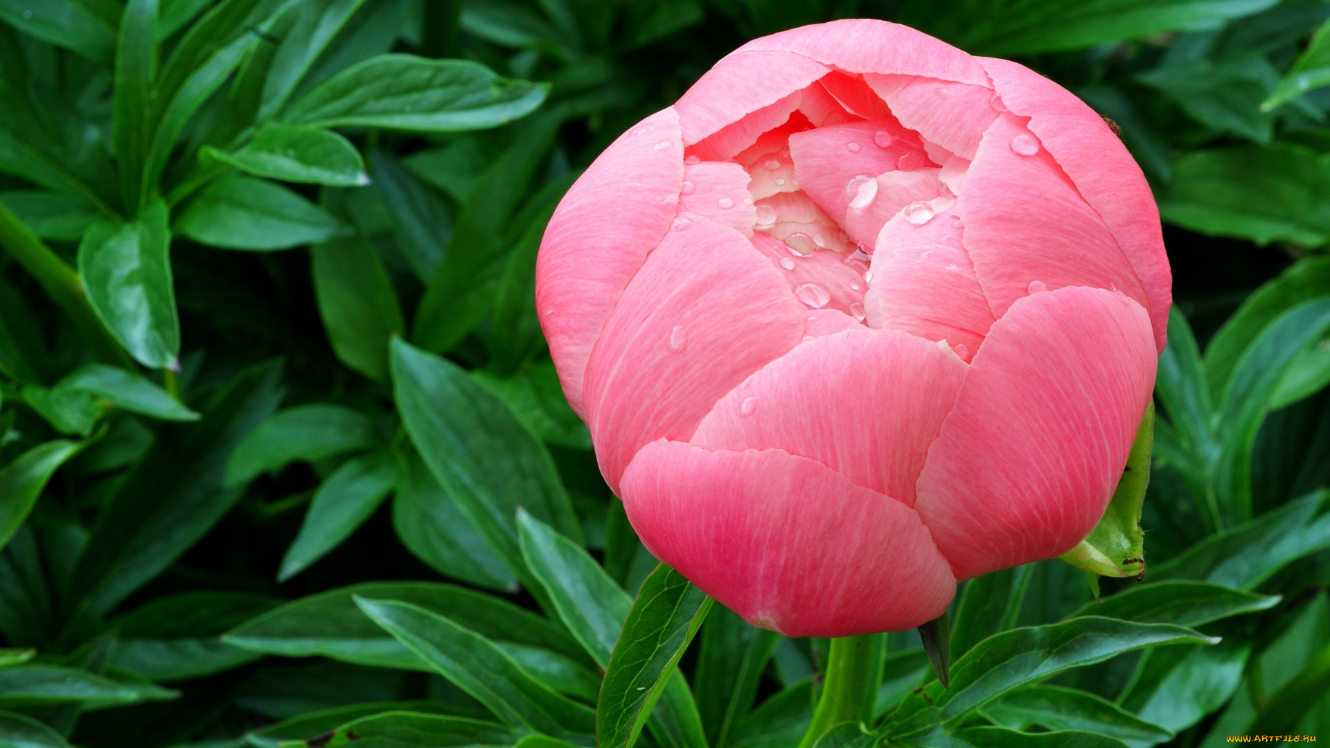 цветы, пионы, бутон, капли