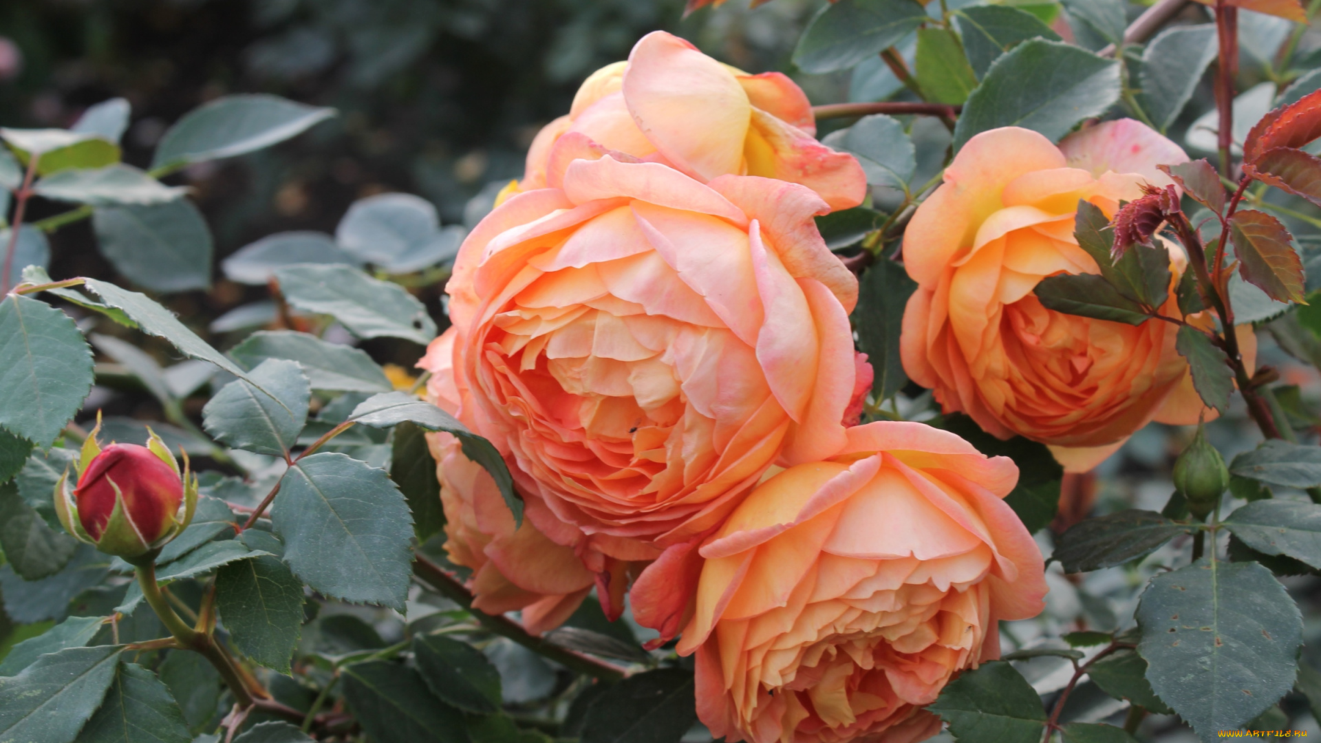 цветы, розы, куст