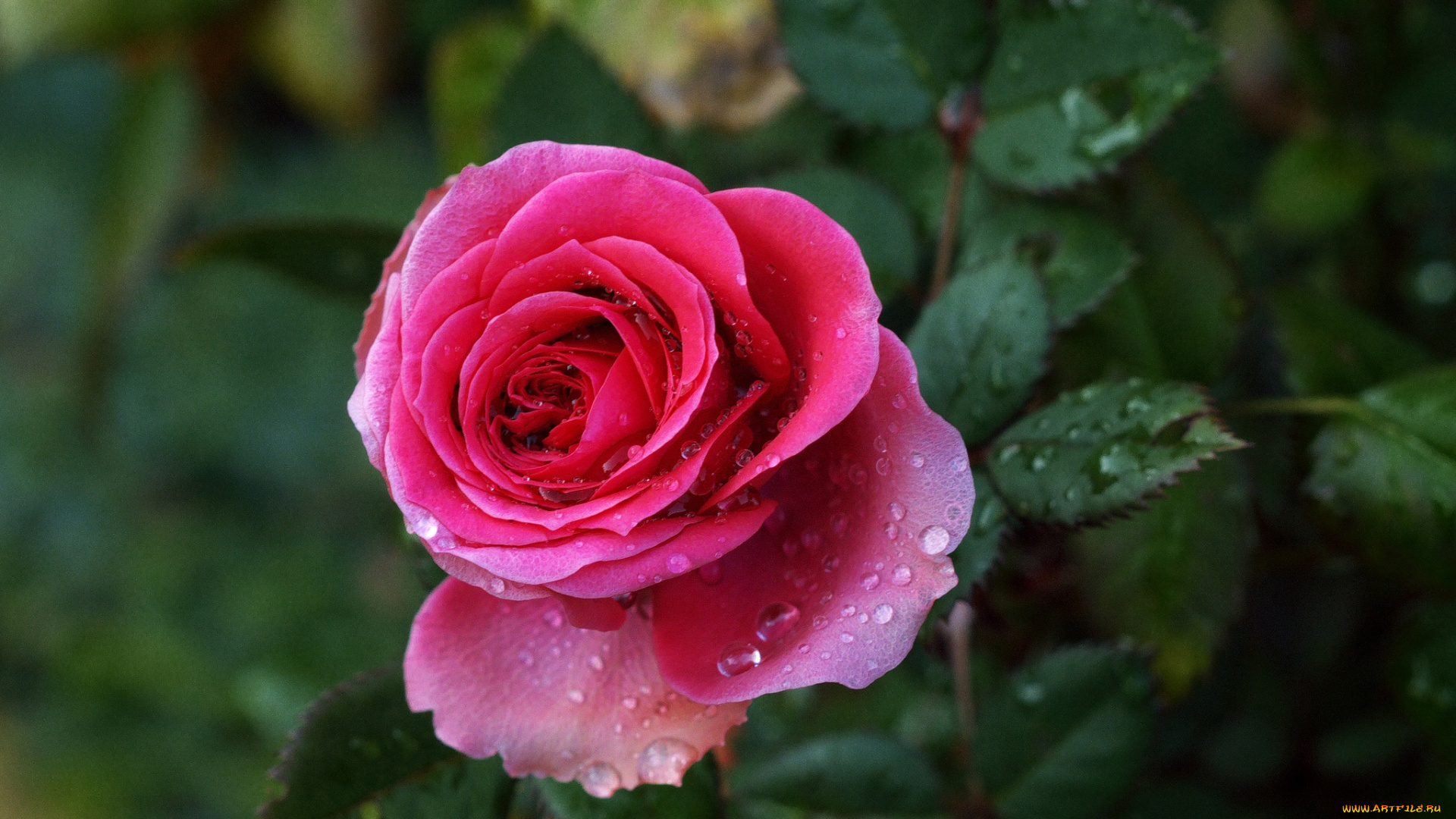 цветы, розы, розовый, капли