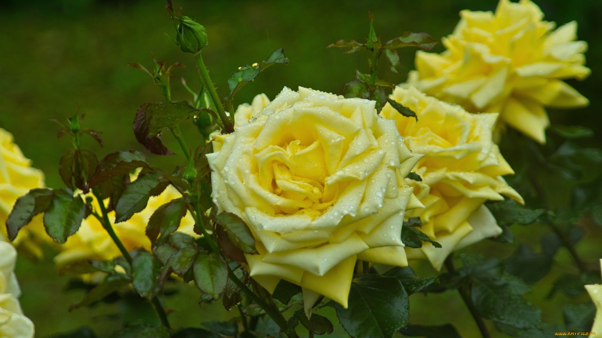 цветы, розы, желтый