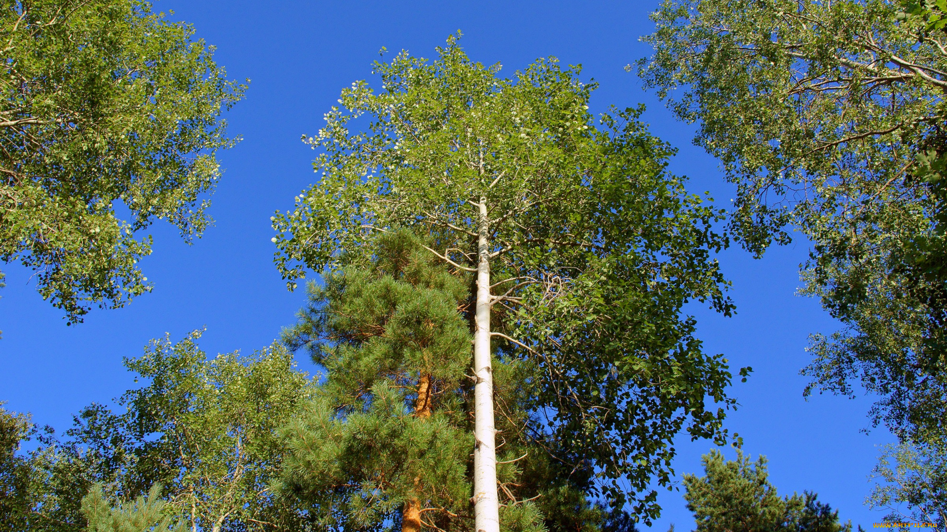 природа, деревья, лес, небо