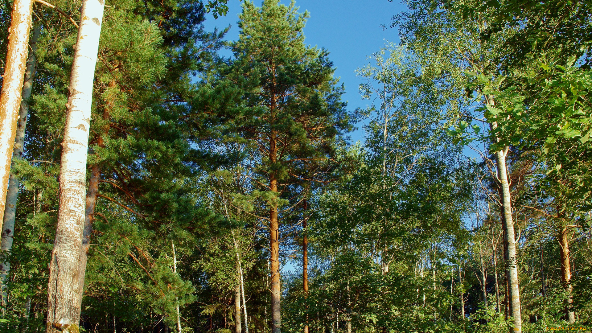 природа, лес, деревья, небо