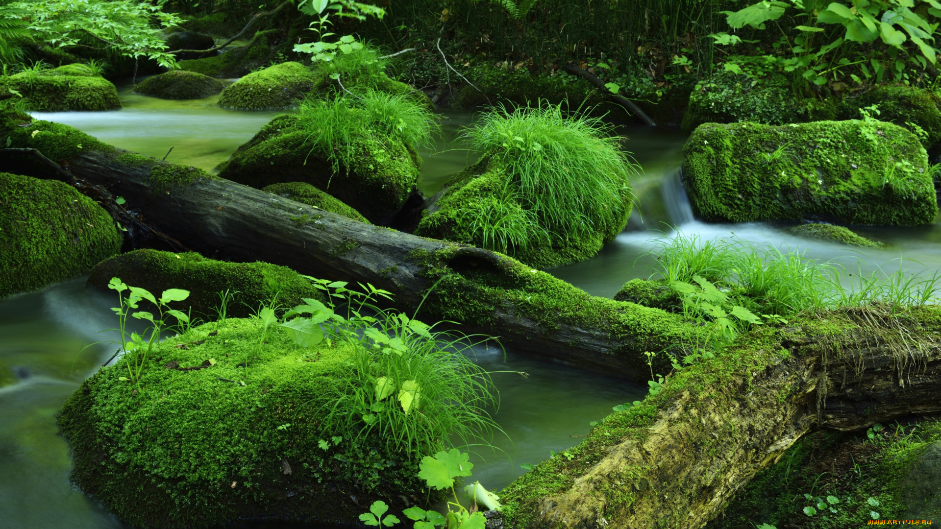 природа, лес, зелень