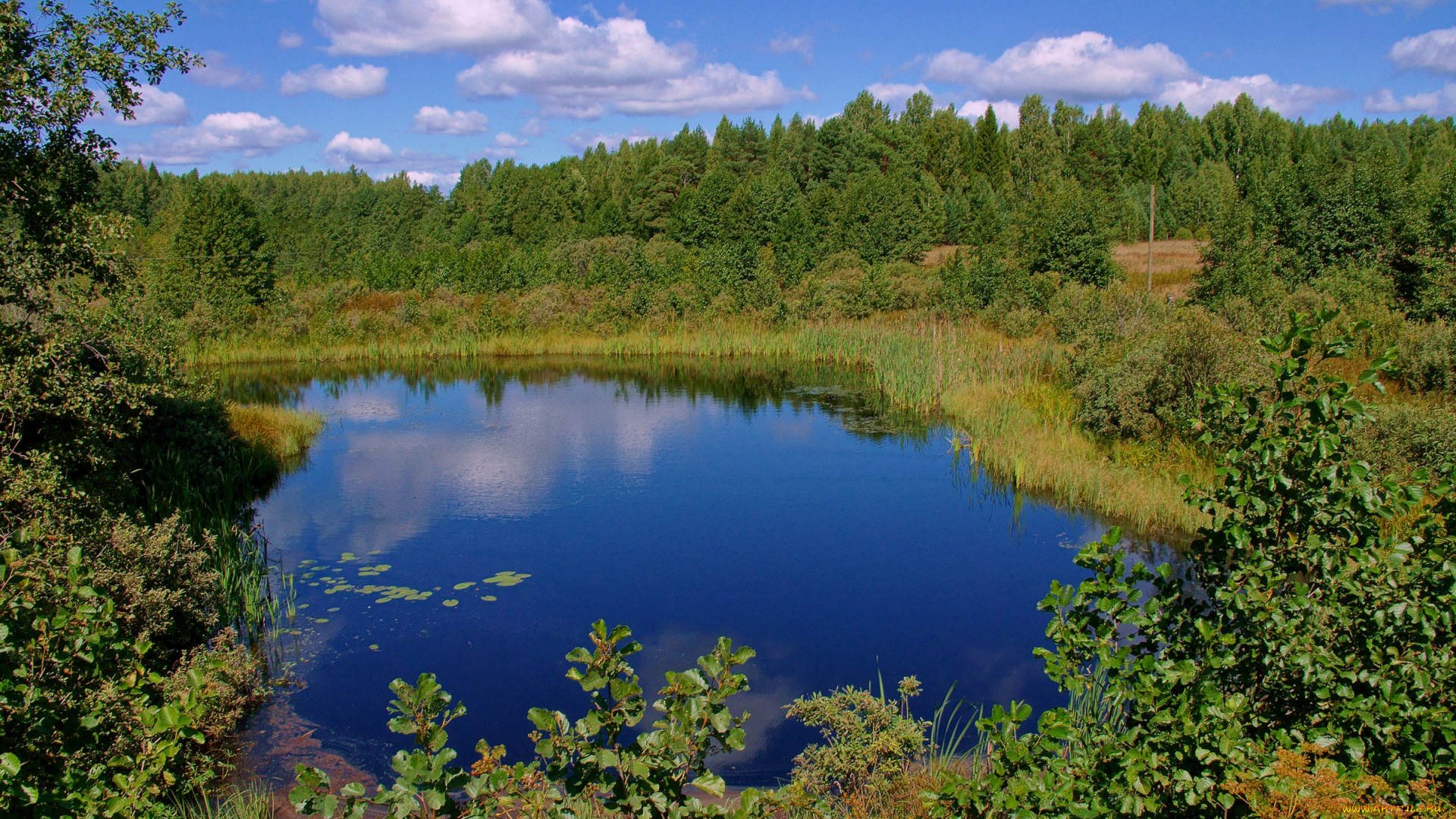 природа, реки, озера, озеро, лес