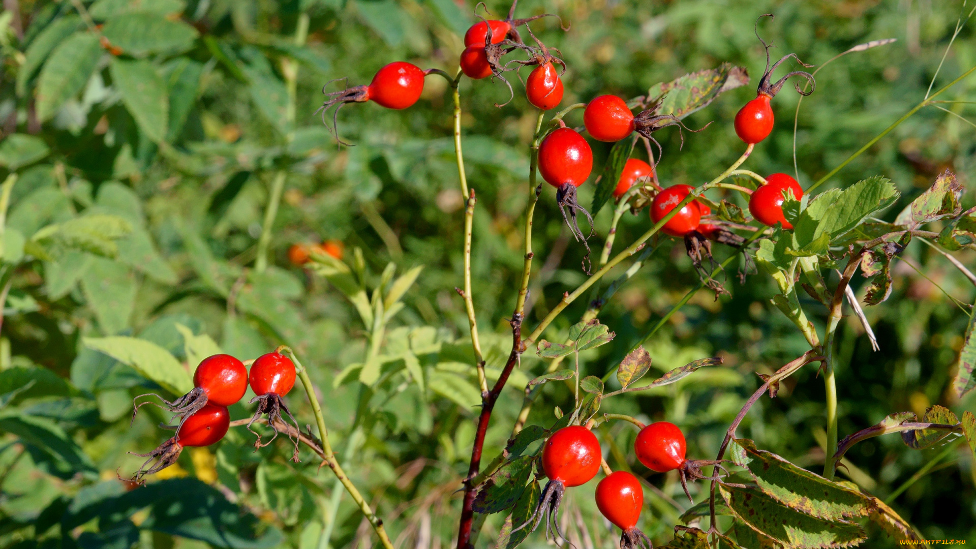 природа, Ягоды, шиповник, ветка