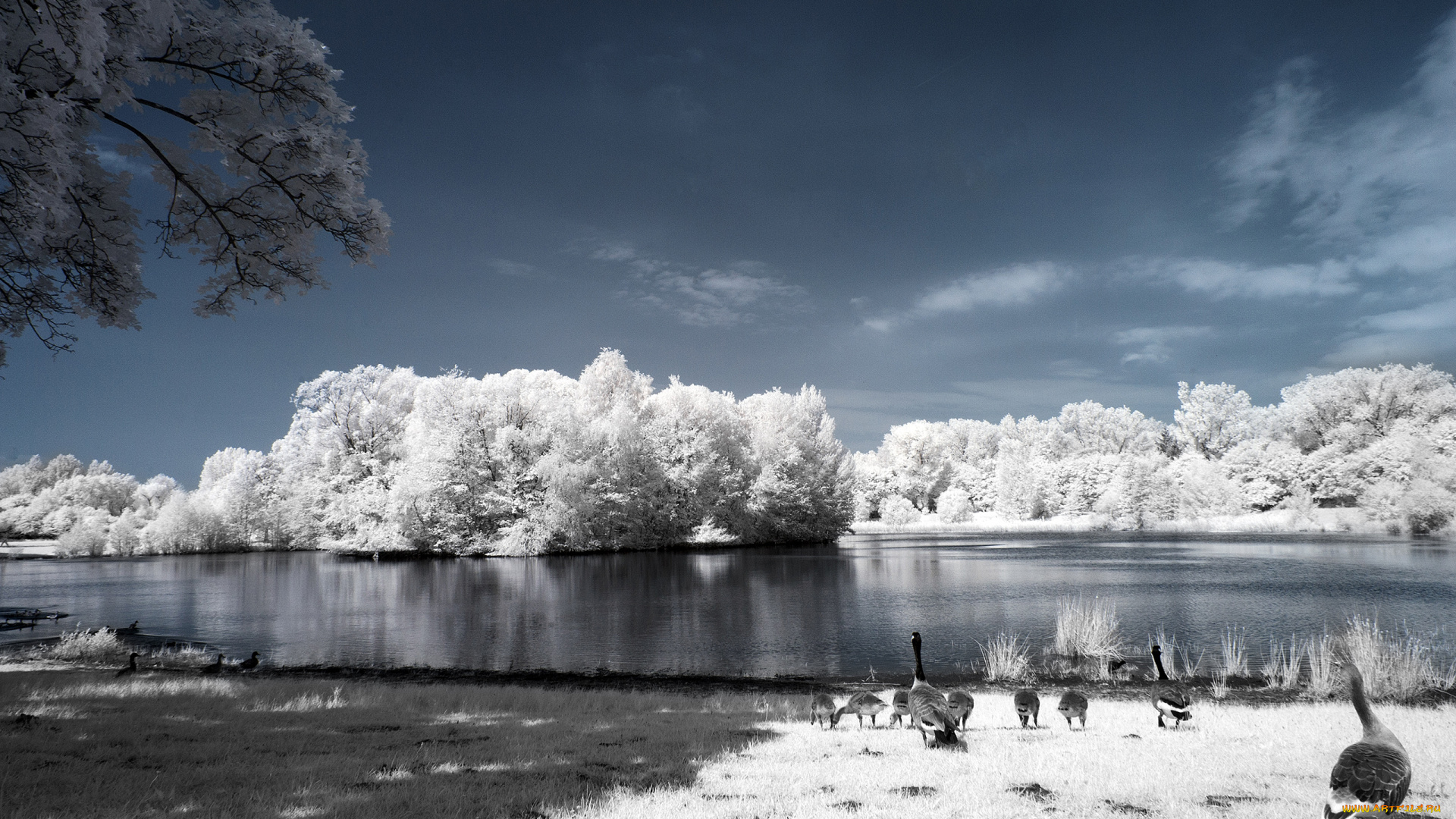 животные, гуси, иней, деревья, река