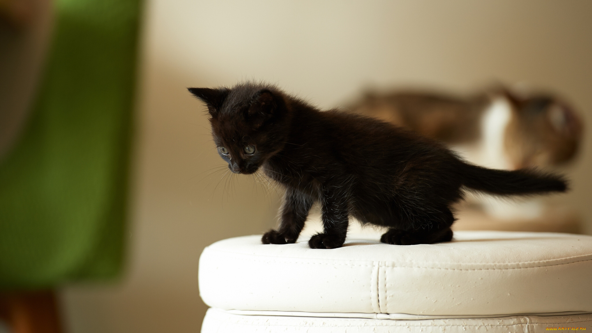 животные, коты, чёрный, котёнок, малыш, пуф