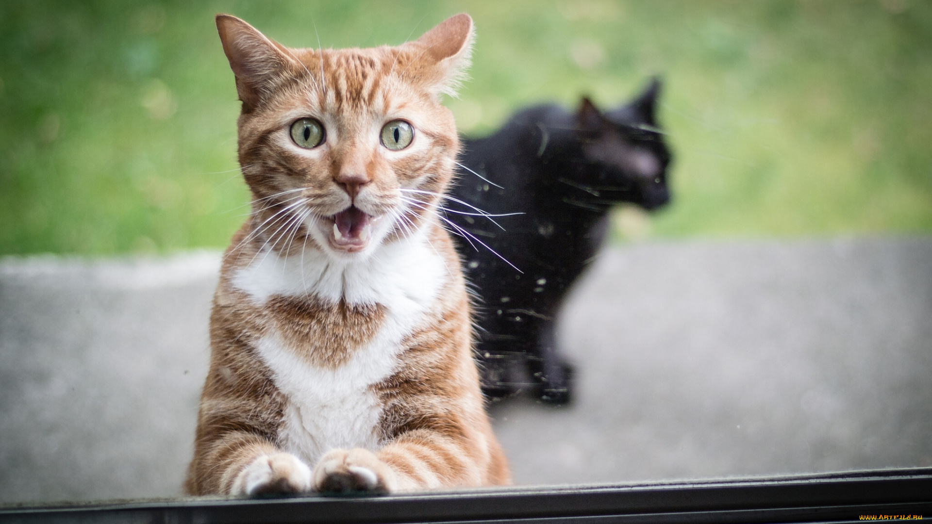 животные, коты, рыжий, кот, стекло, окно, удивление