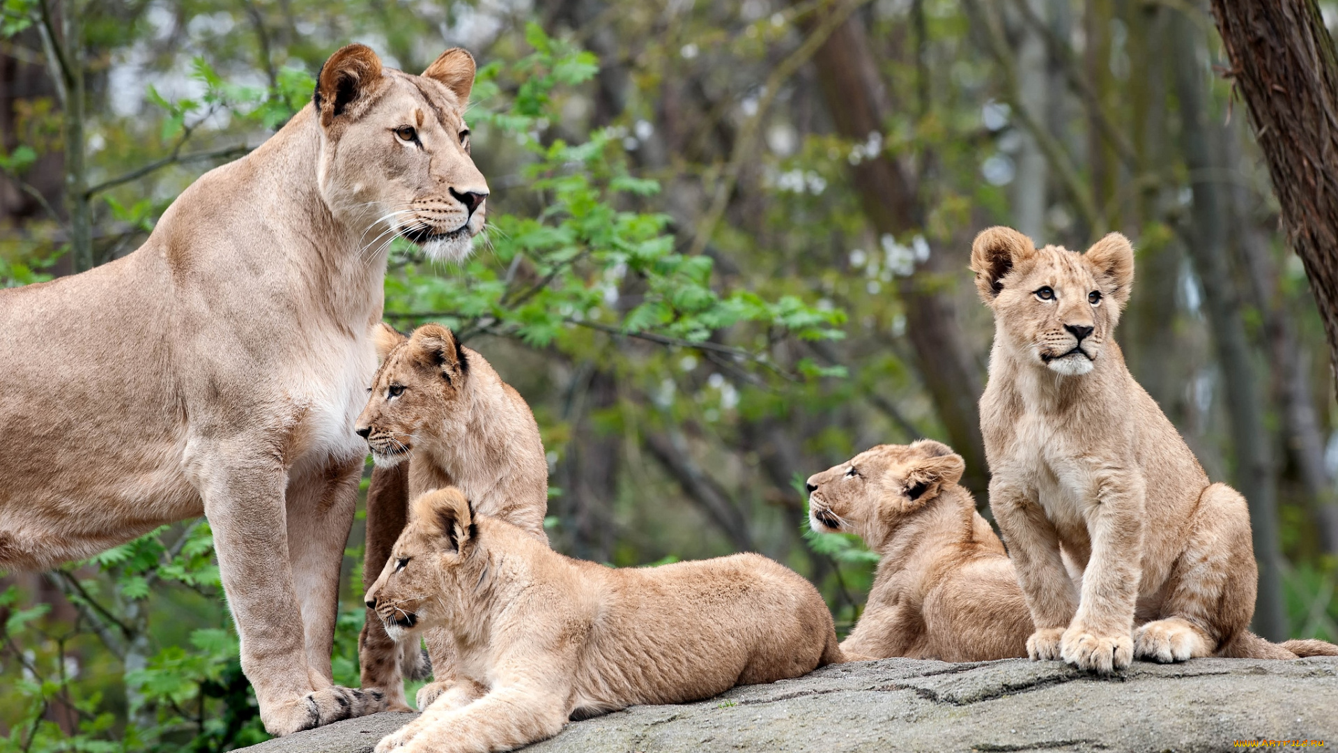 животные, львы, мама, детки