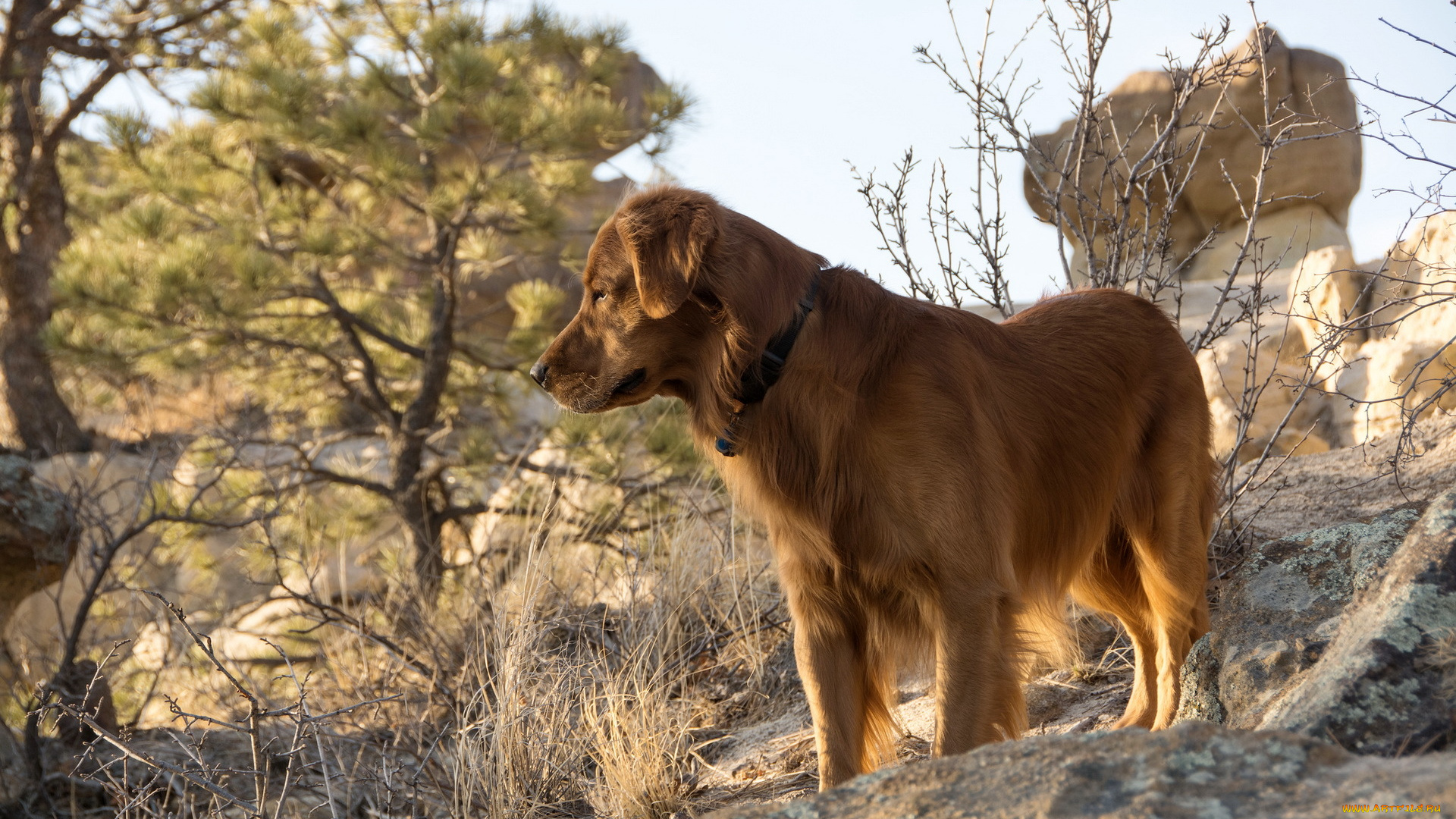 животные, собаки, природа