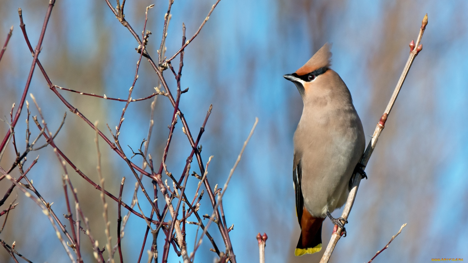 животные, свиристели, хохолок