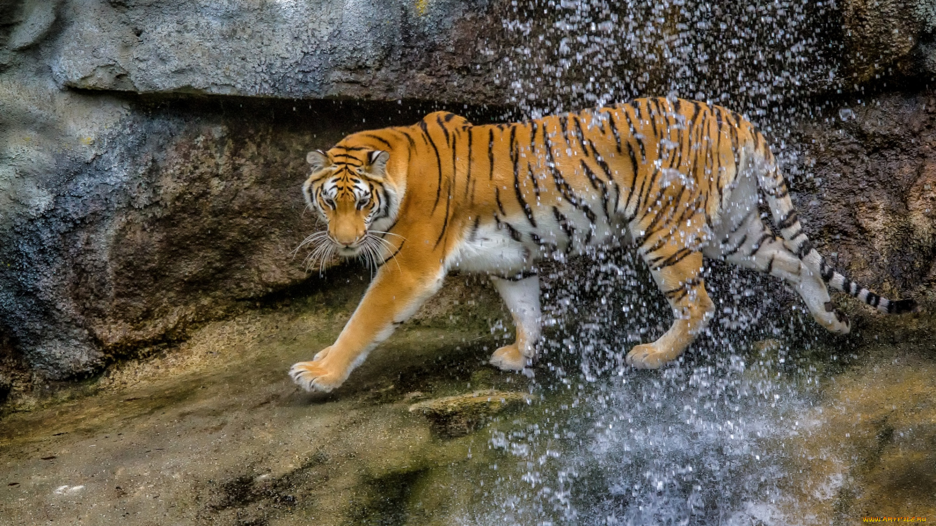 животные, тигры, кошка