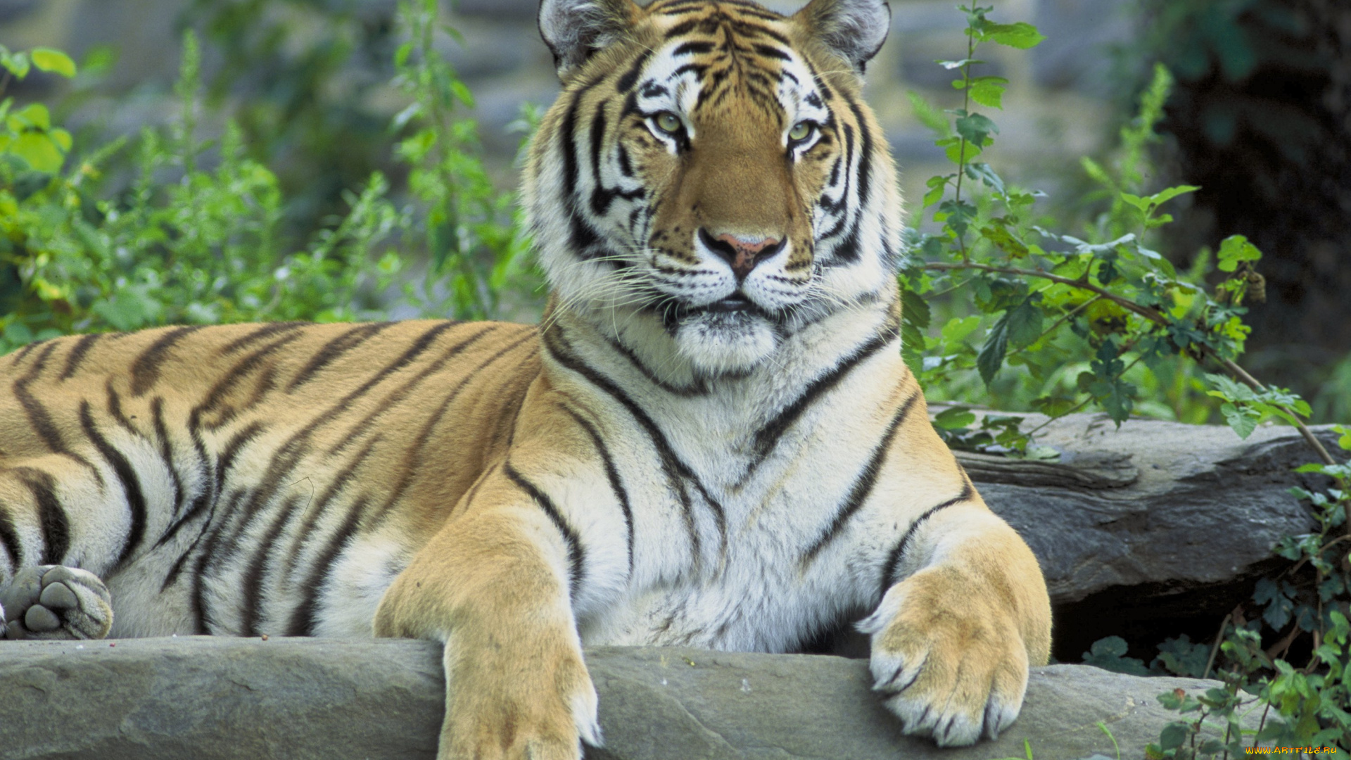 животные, тигры, тигр