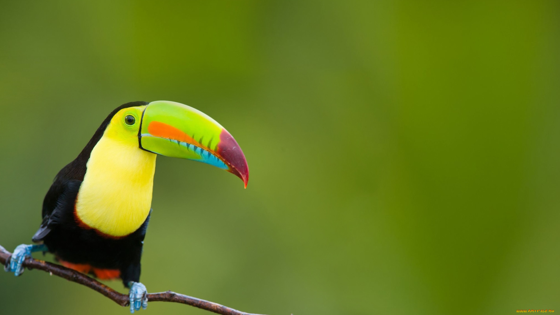 животные, туканы, тукан