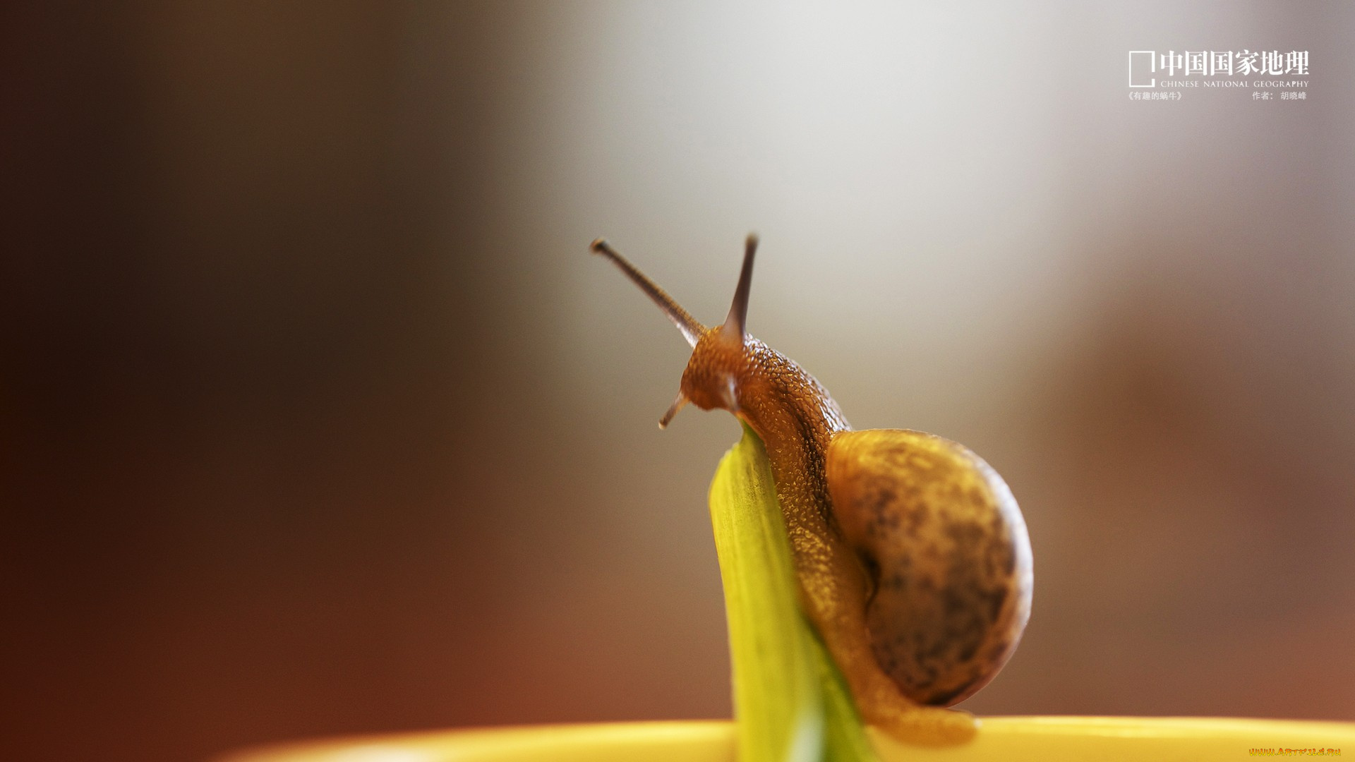 животные, улитки, улитка