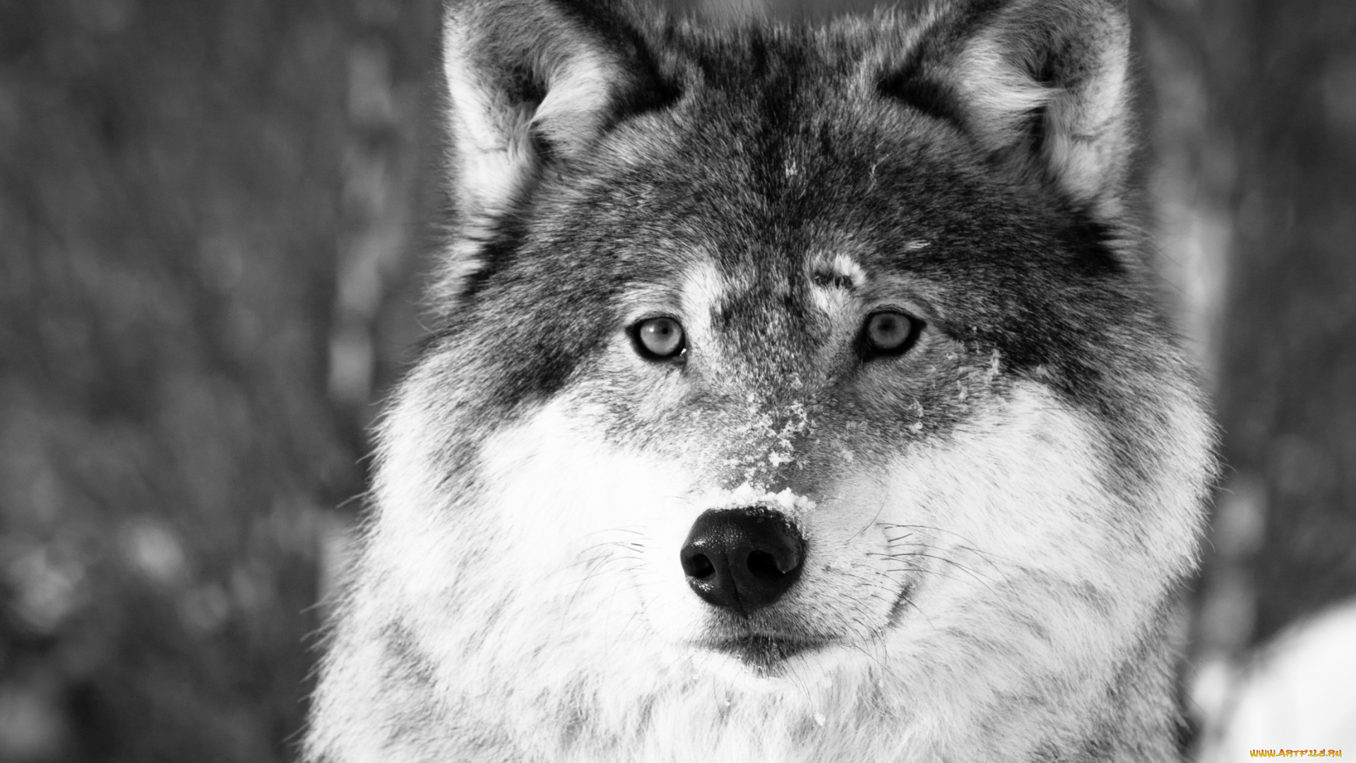 животные, волки, портрет