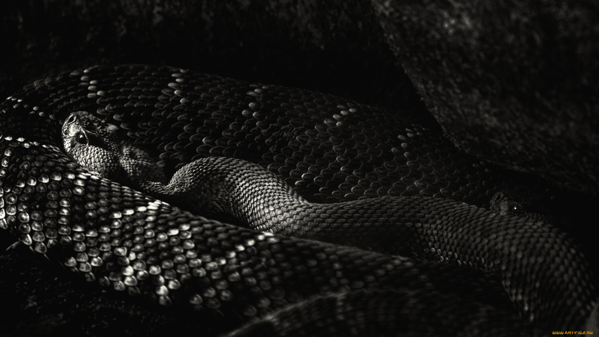 животные, змеи, питоны, кобры, гад