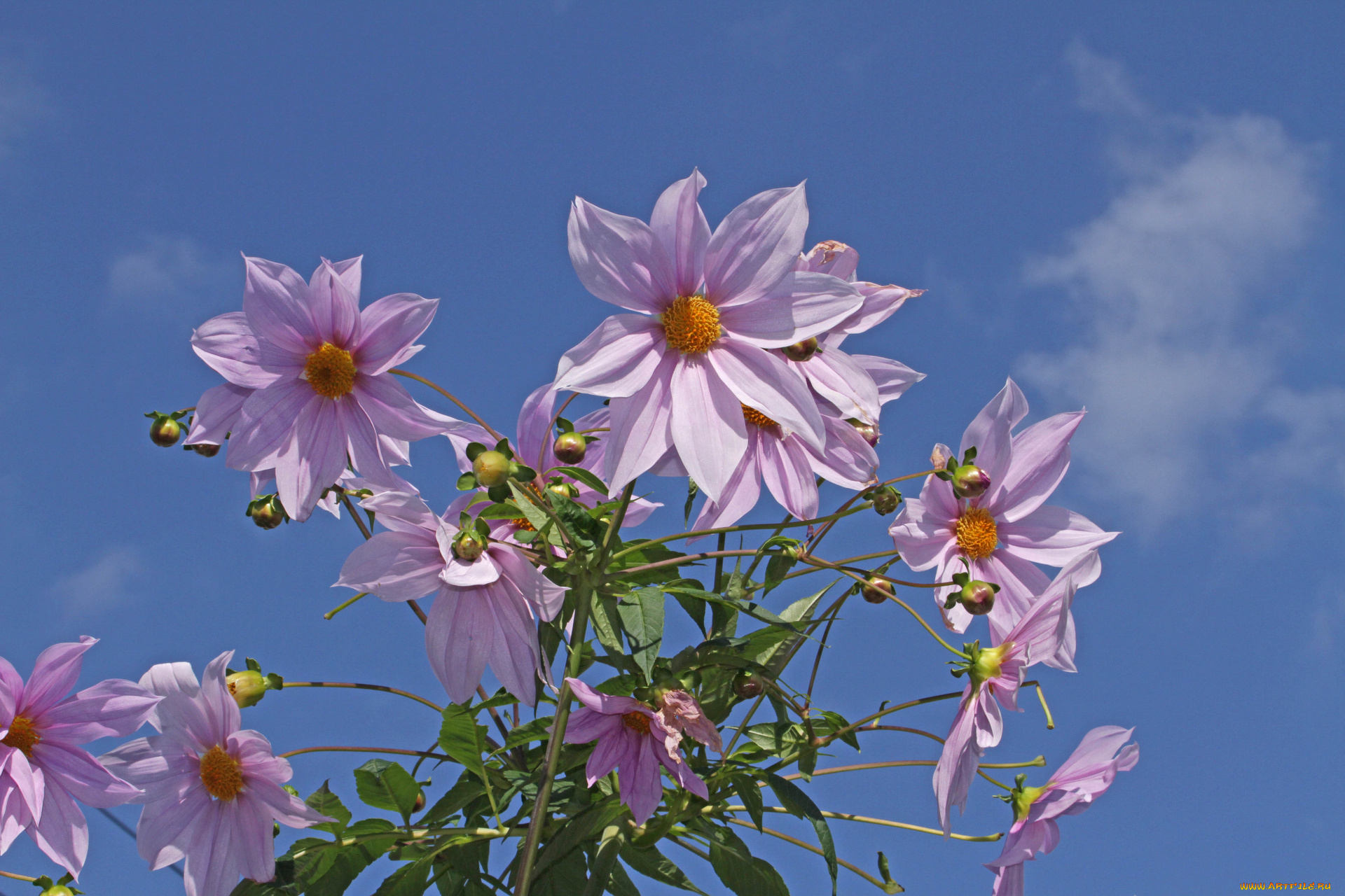 цветы, георгины, лепестки