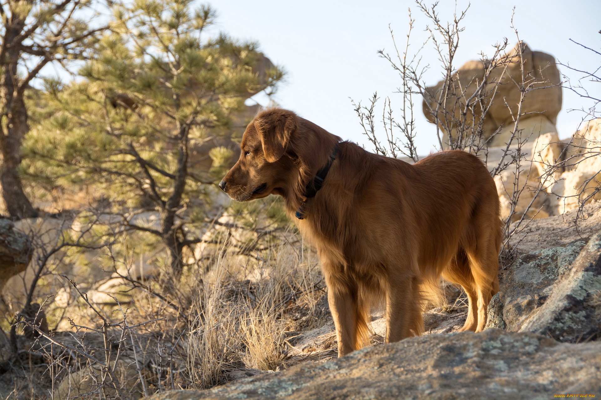 животные, собаки, природа