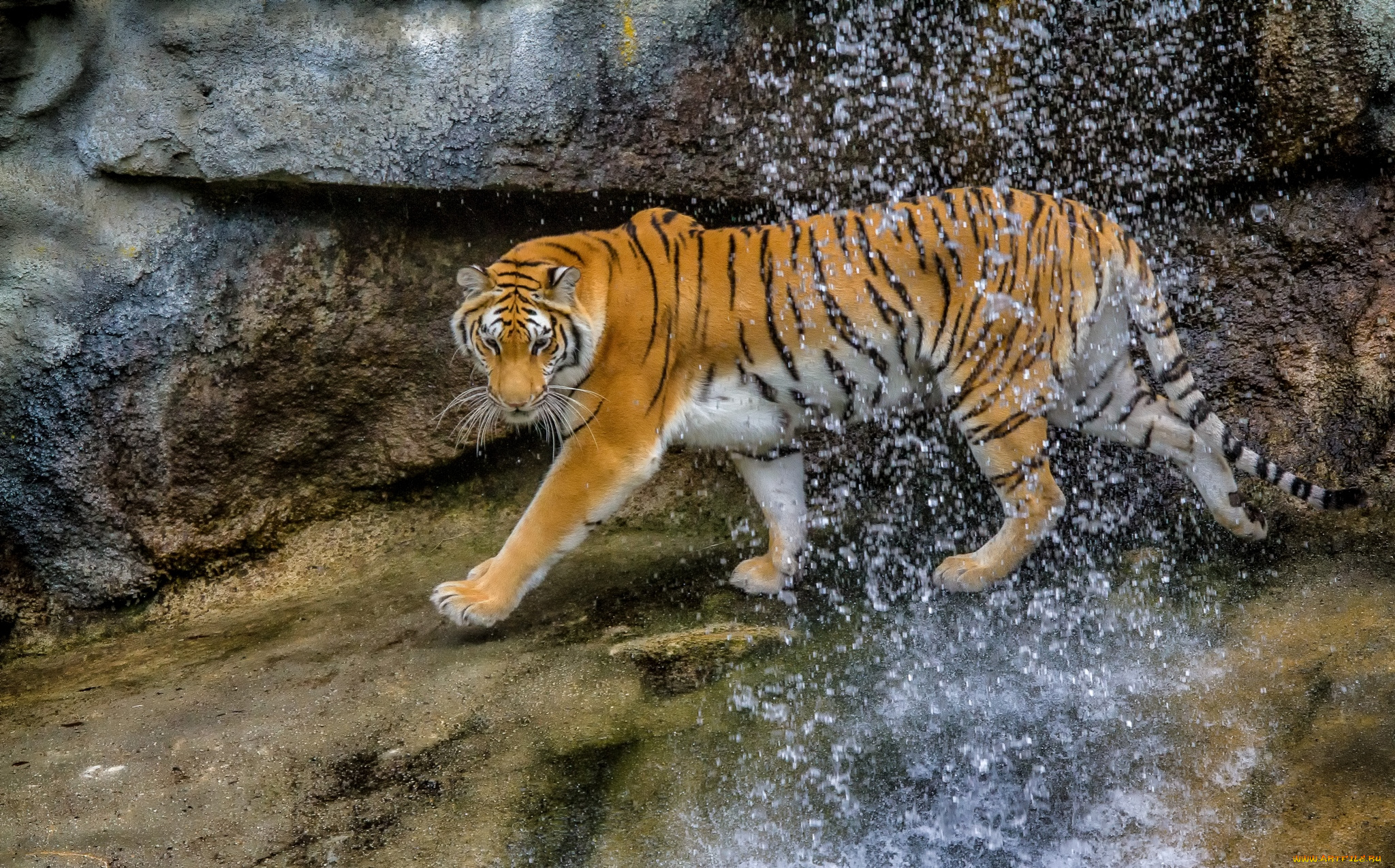 животные, тигры, кошка