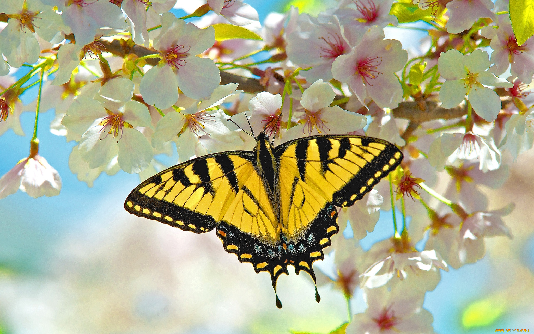 животные, бабочки, крылья, цветы