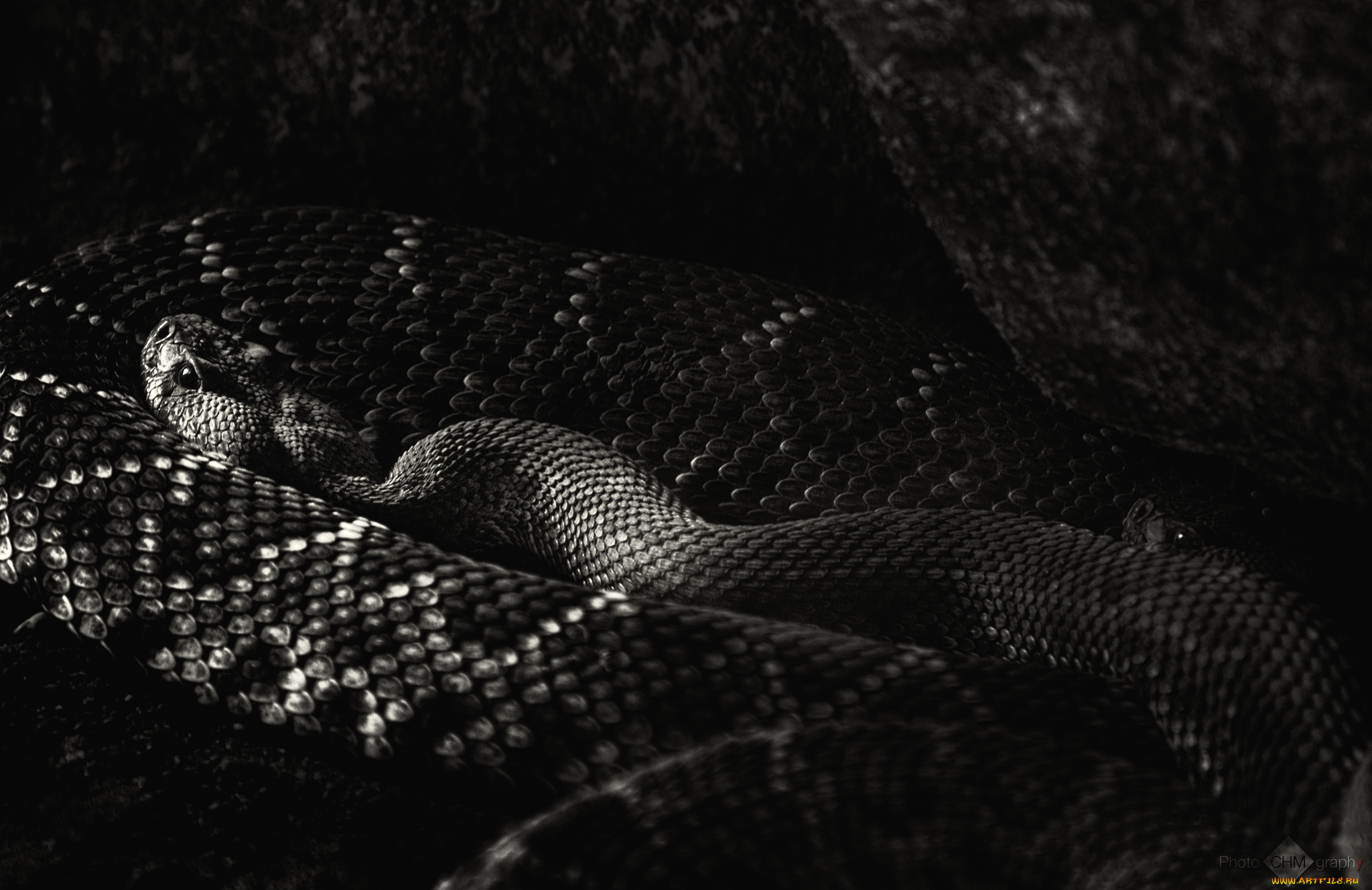 животные, змеи, питоны, кобры, гад