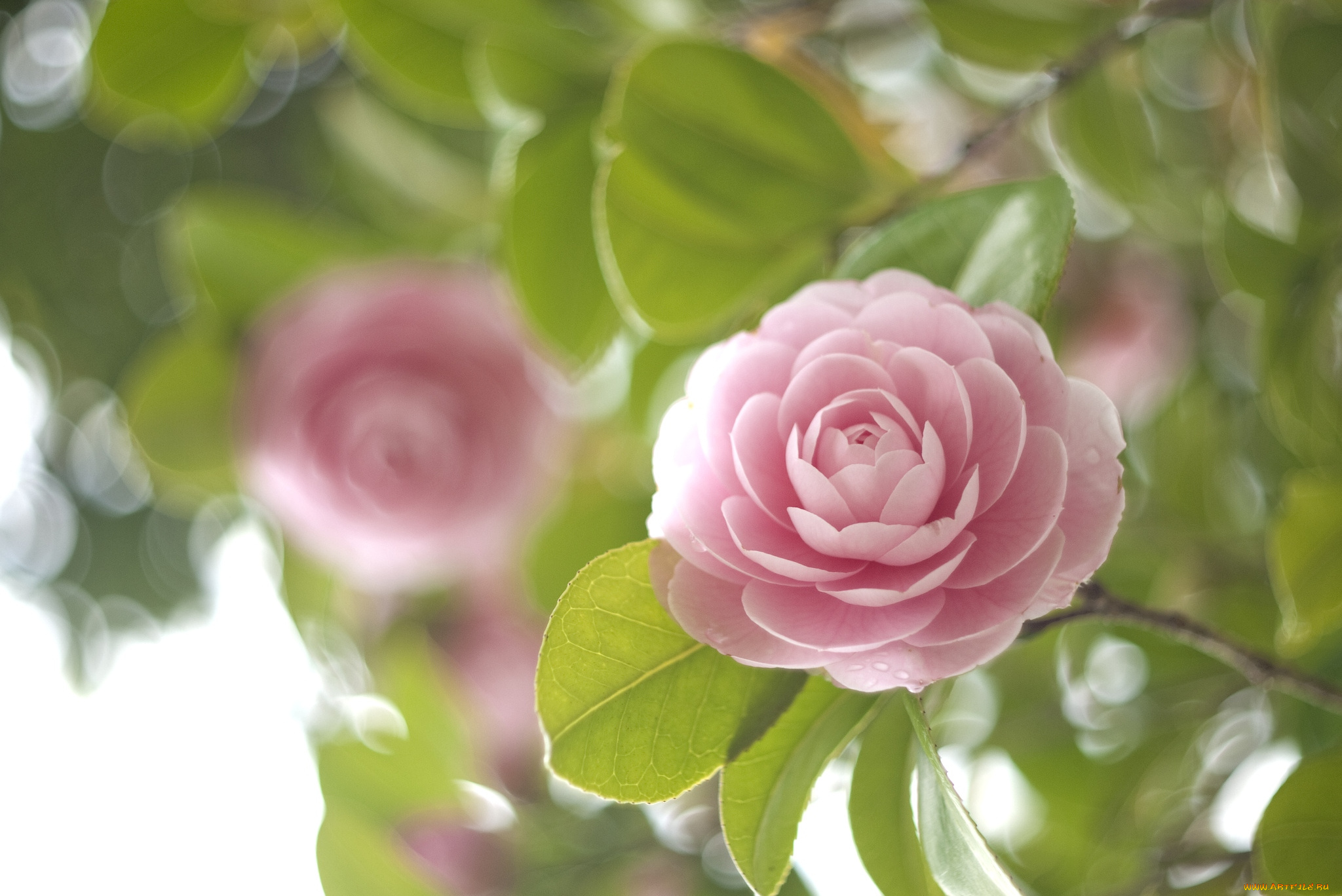 цветы, камелии, нежность