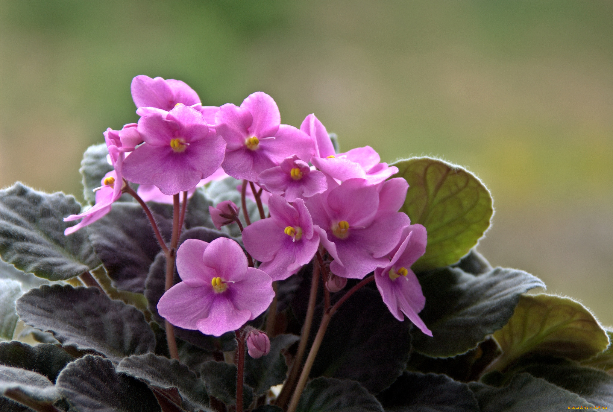 цветы, фиалки, лиловый